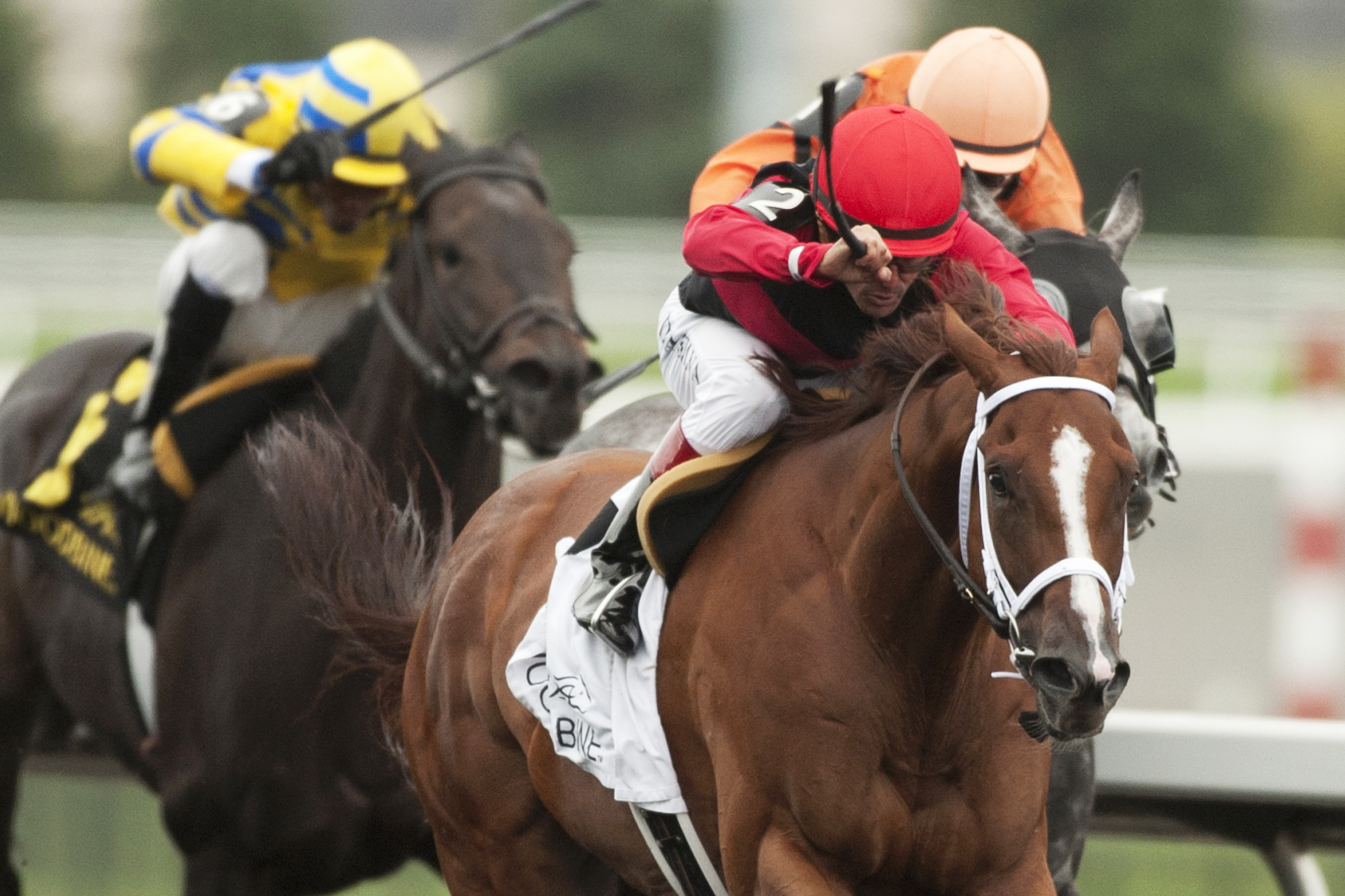 Calgary Cat wins the 2014 Bold Venture Stakes