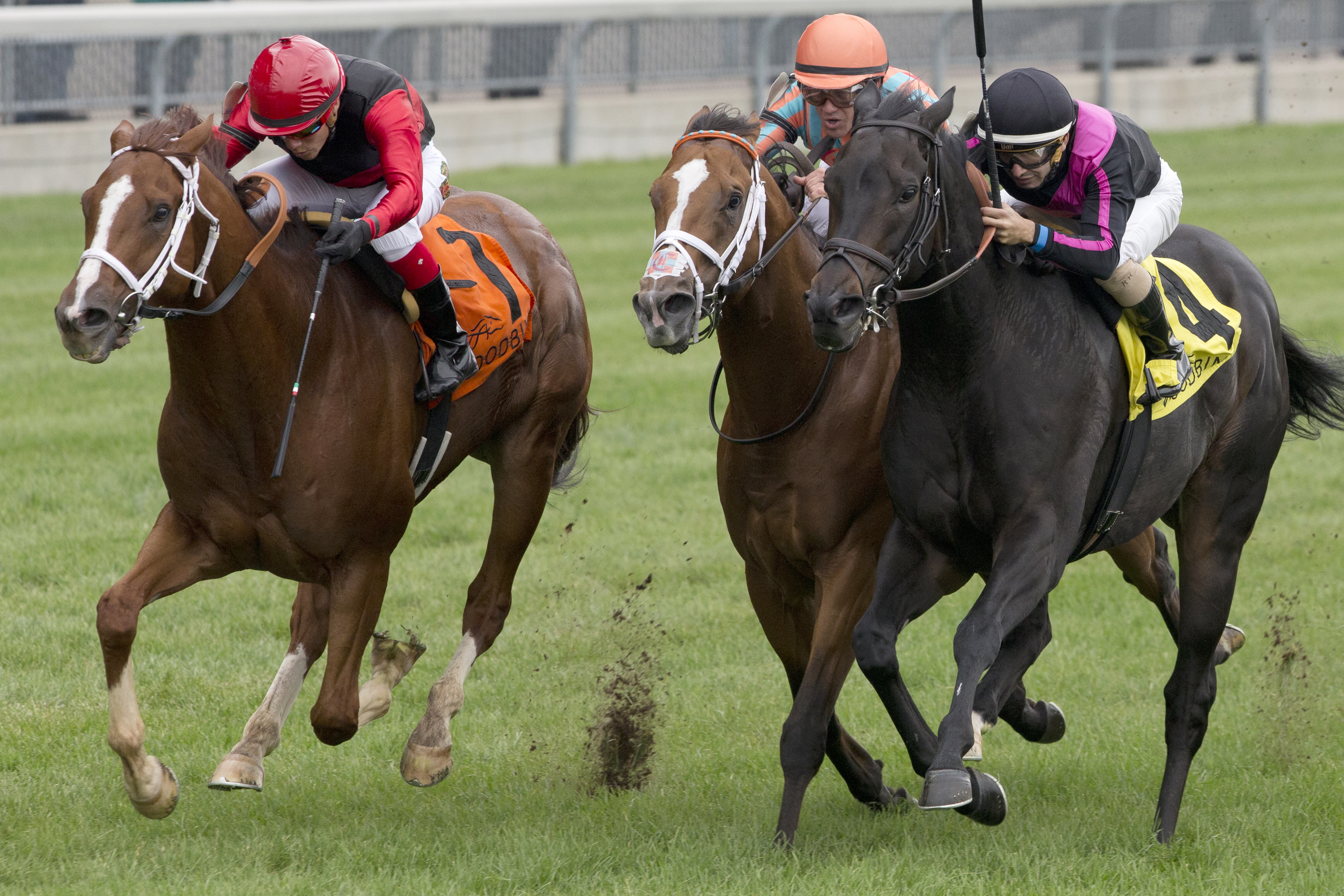 Calgary Cat wins the 2016 Nearctic Stakes
