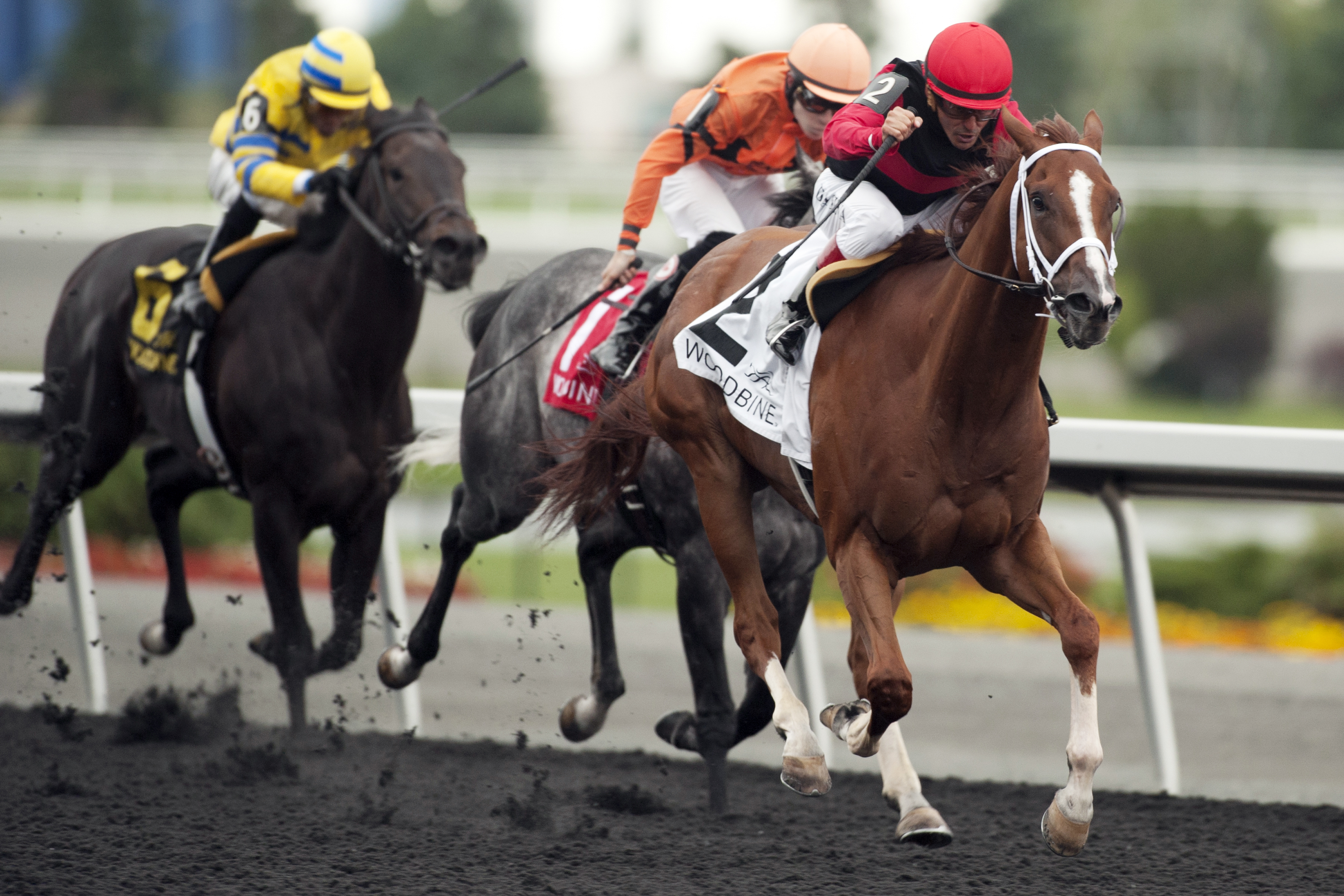 Calgary Cat wins the New Providence