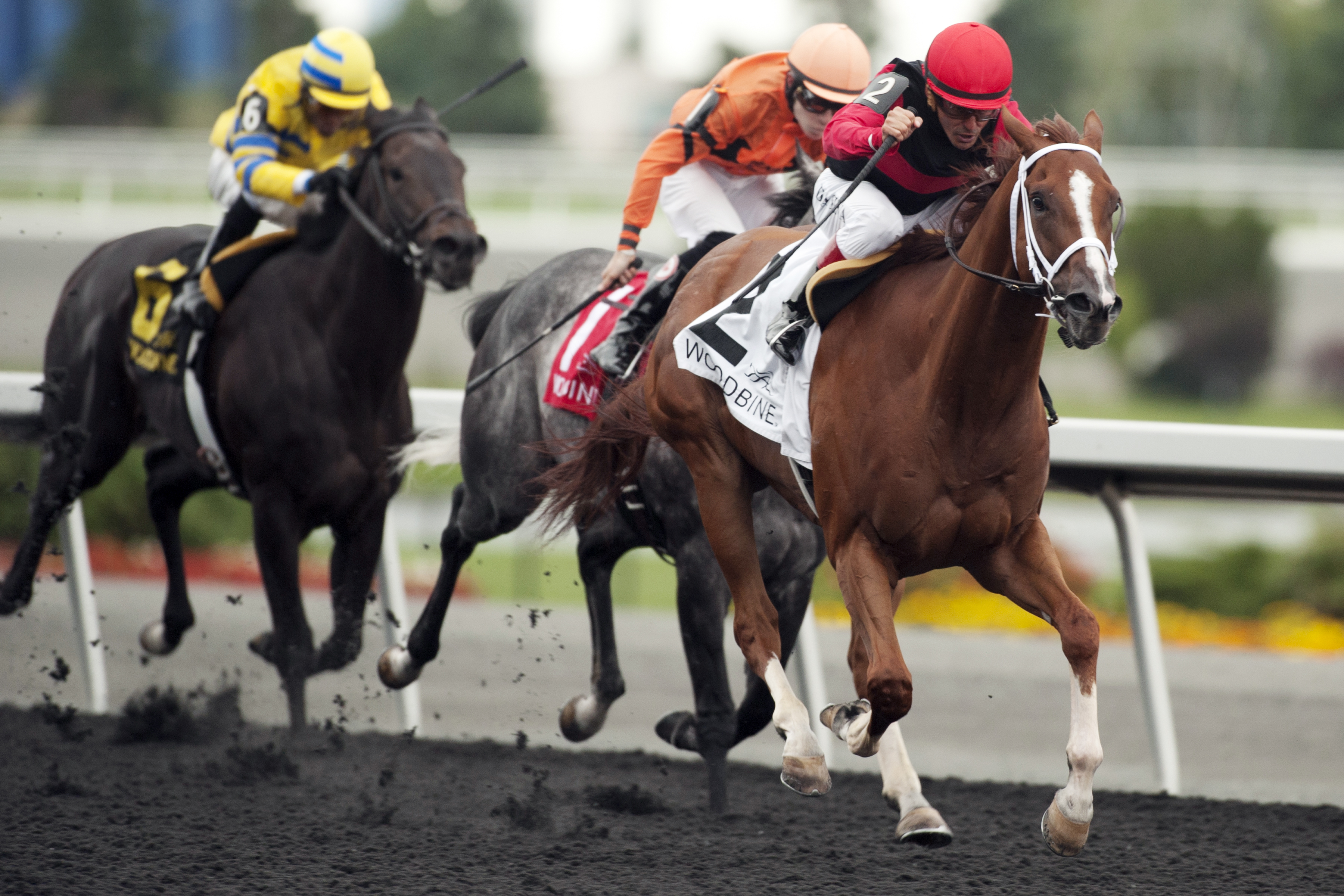 Calgary Cat wins the Bold Venture