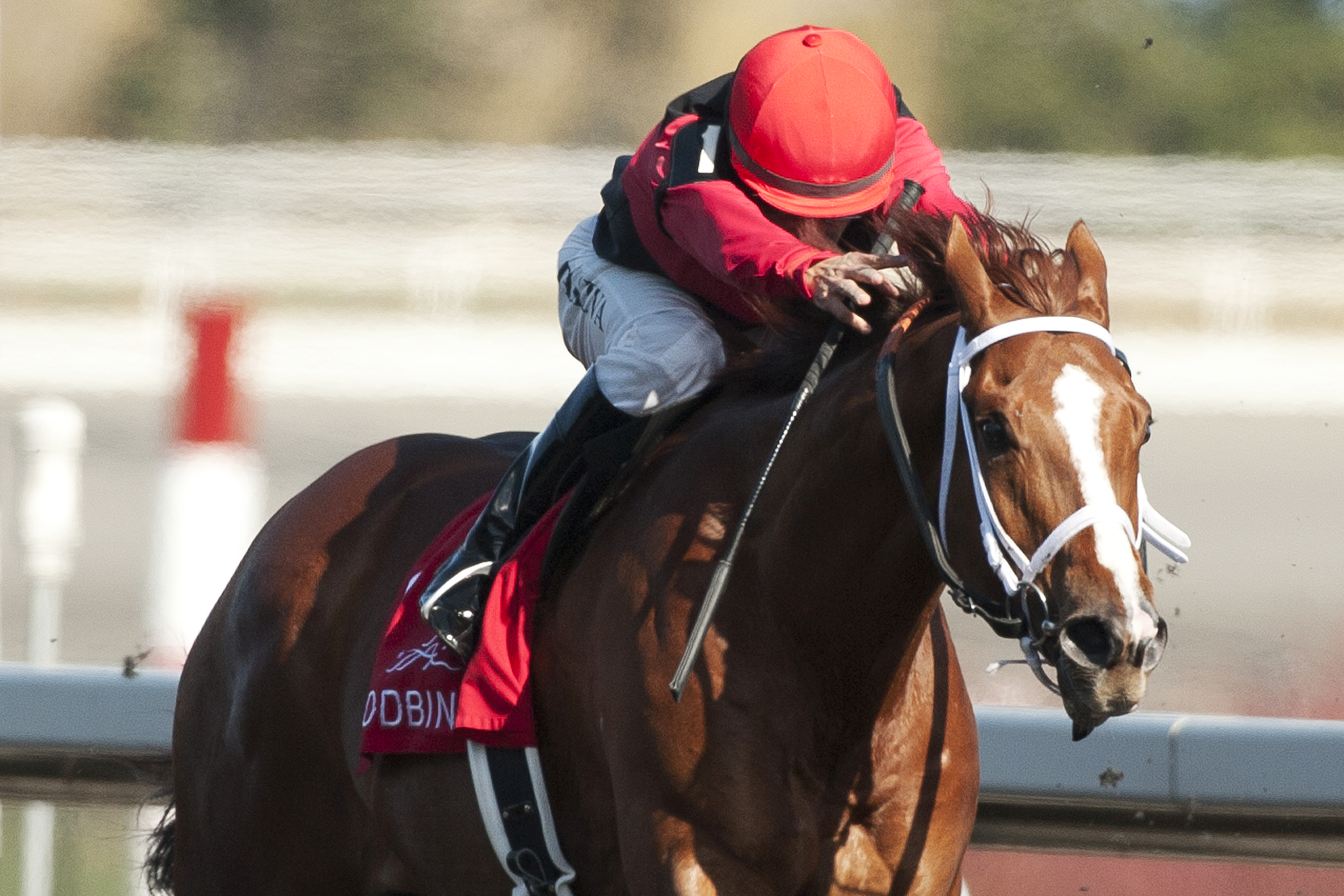Calgary Cat wins the Jacques Cartier Stakes
