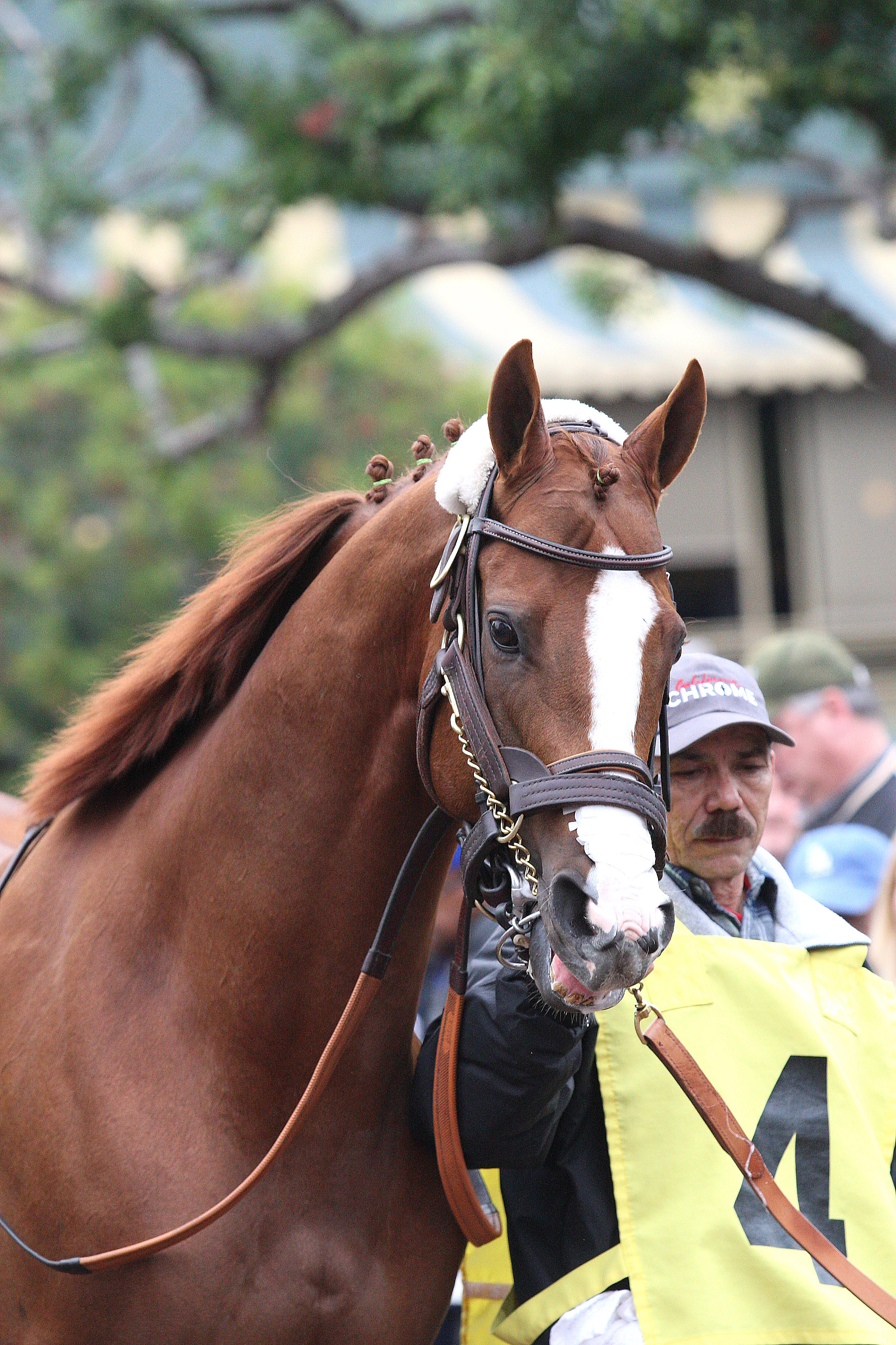 California Chrome 1-9-16