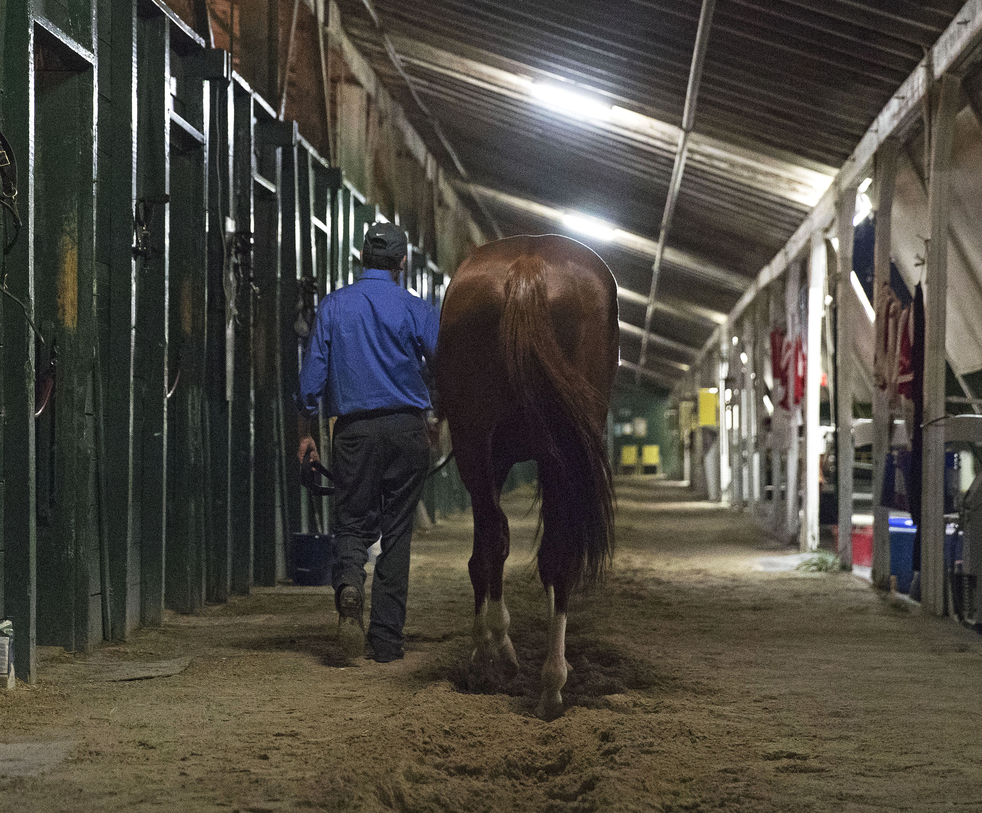 California Chrome walks the shed row after the Pegasus World Cup