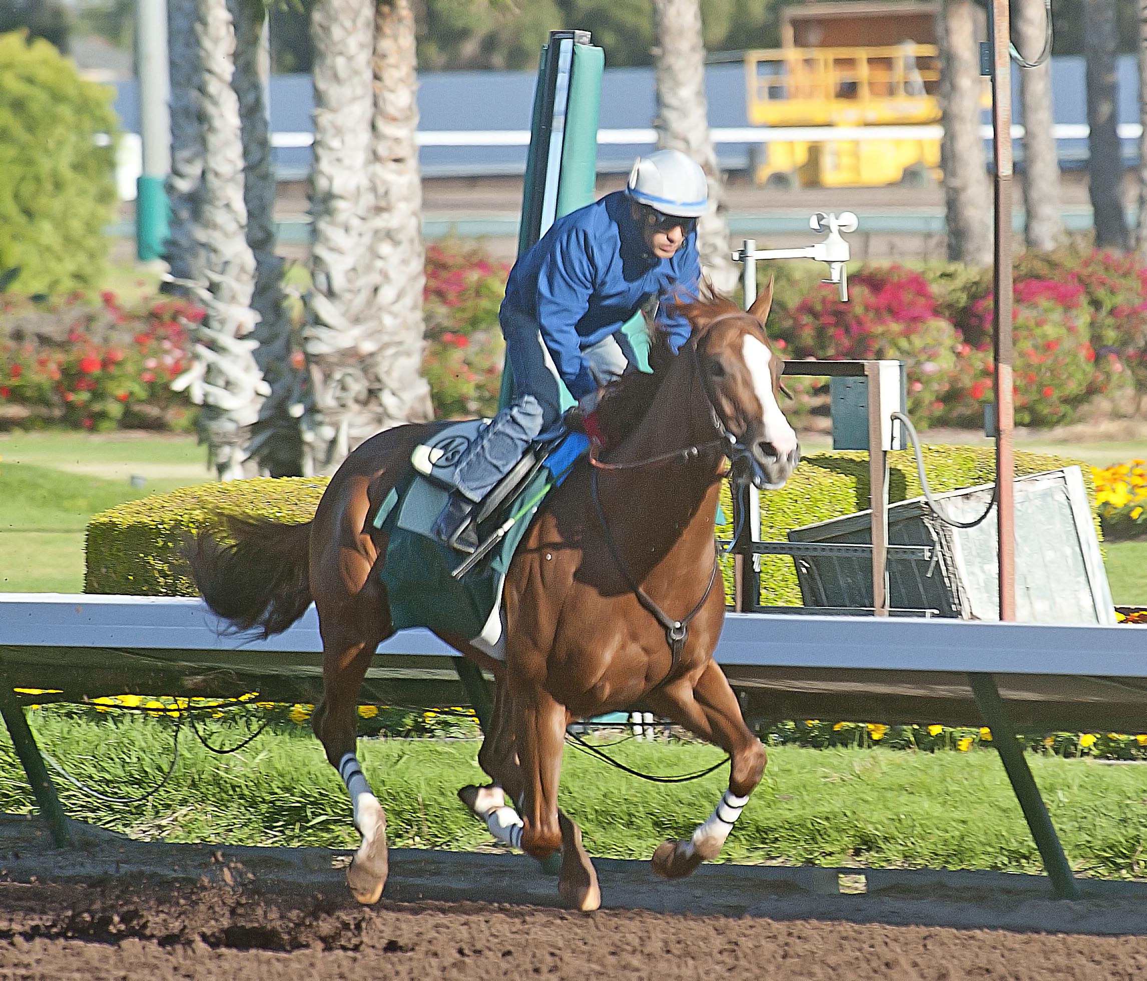 California Chrome works Los Alamitos 4/26/14