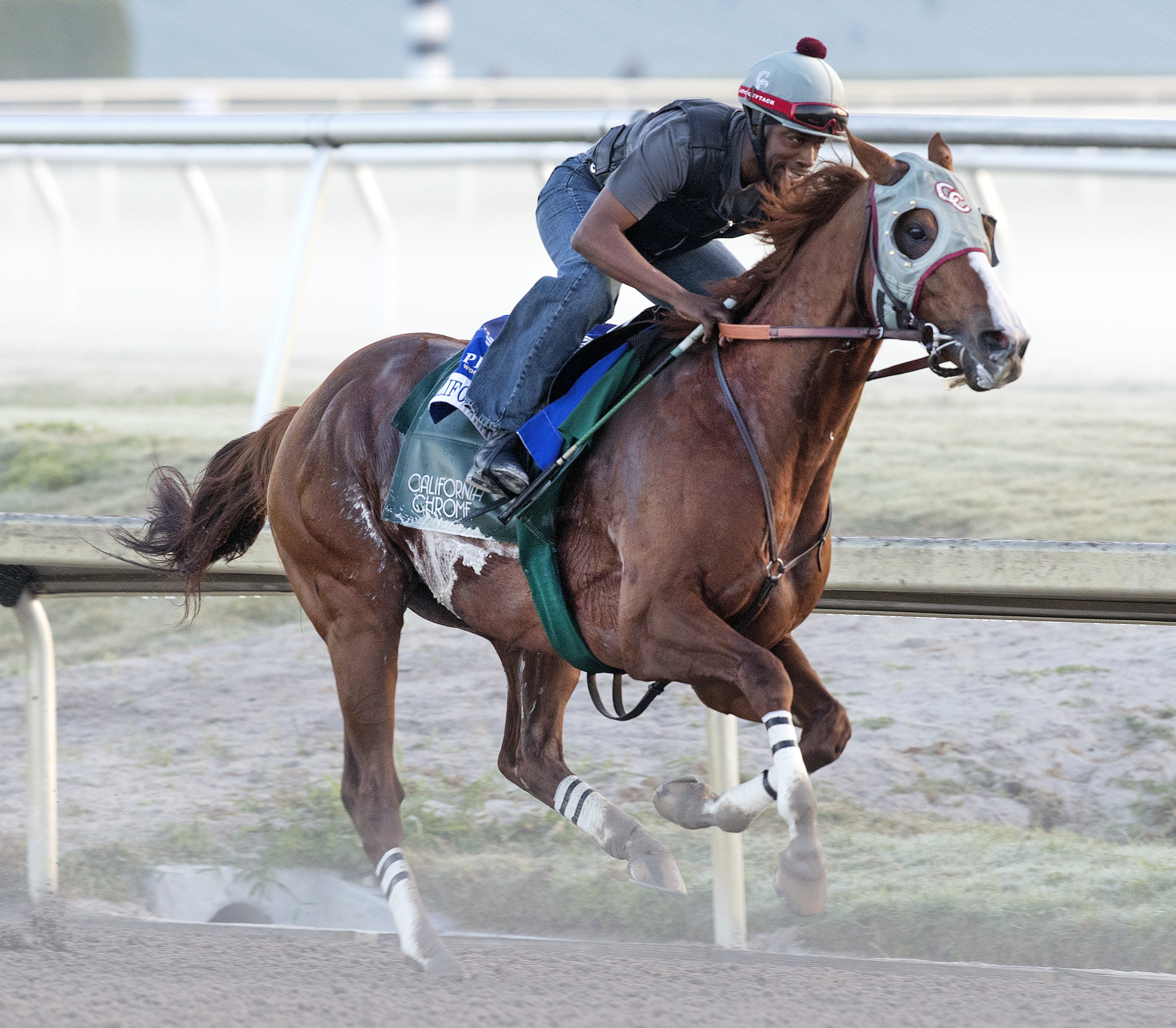 California Chrome 1-21-2017