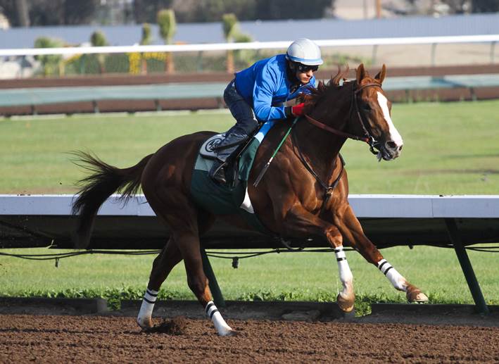 California Chrome Workout Los Alamitos 4-19-14