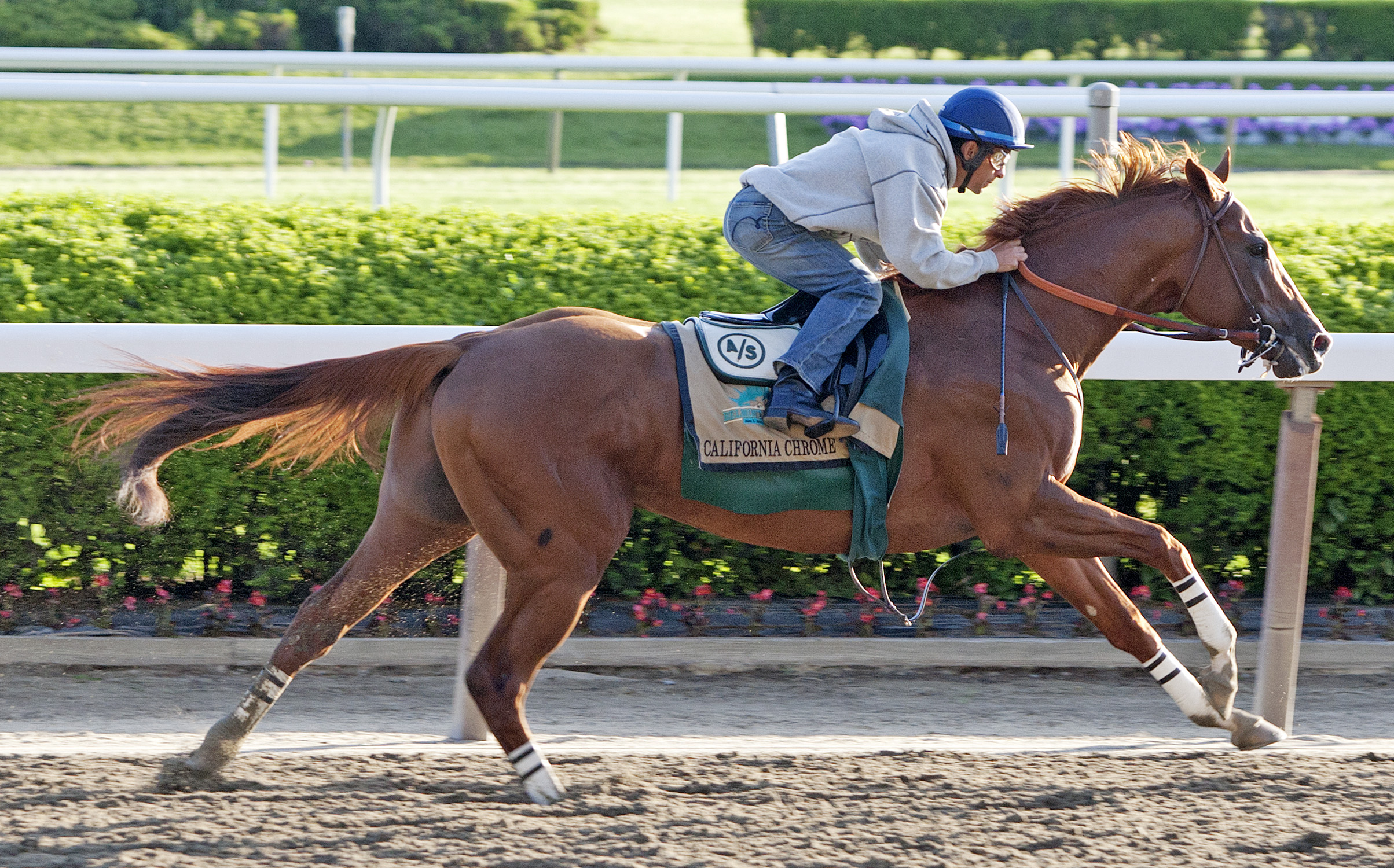 California Chrome May 31 Belmont work