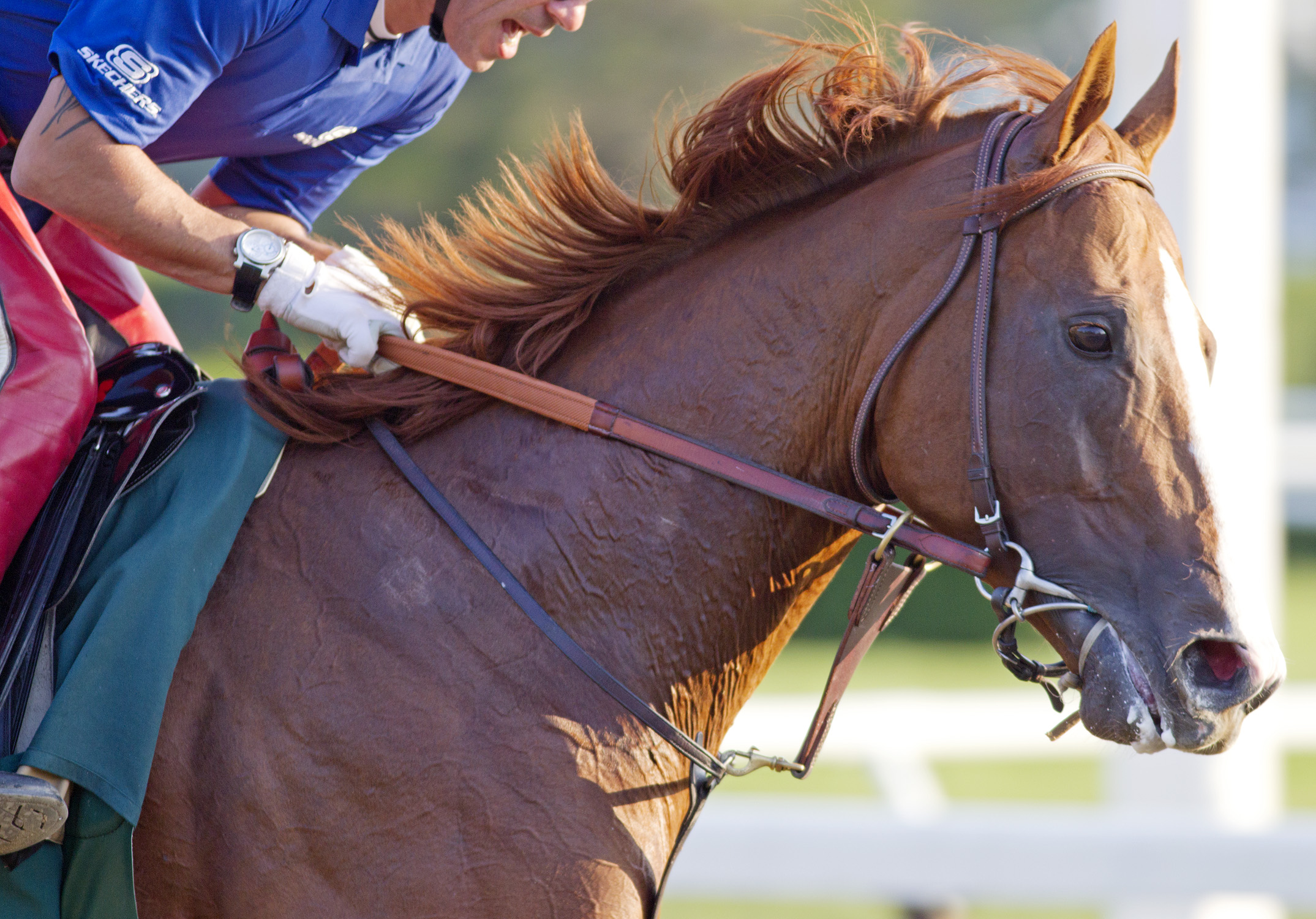 California Chrome