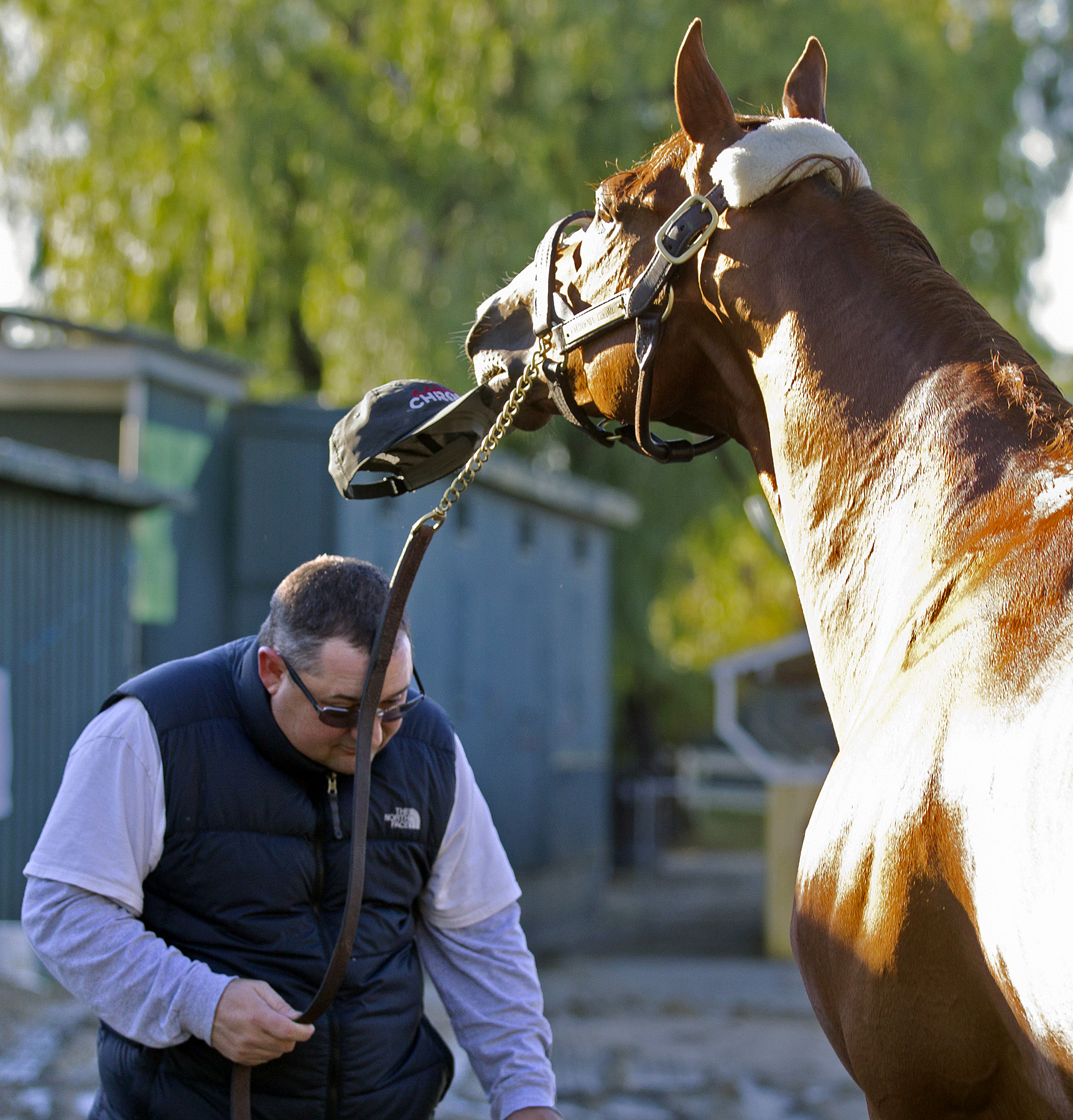 California Chrome with assistant trainer Alan Sherman on Jan. 7