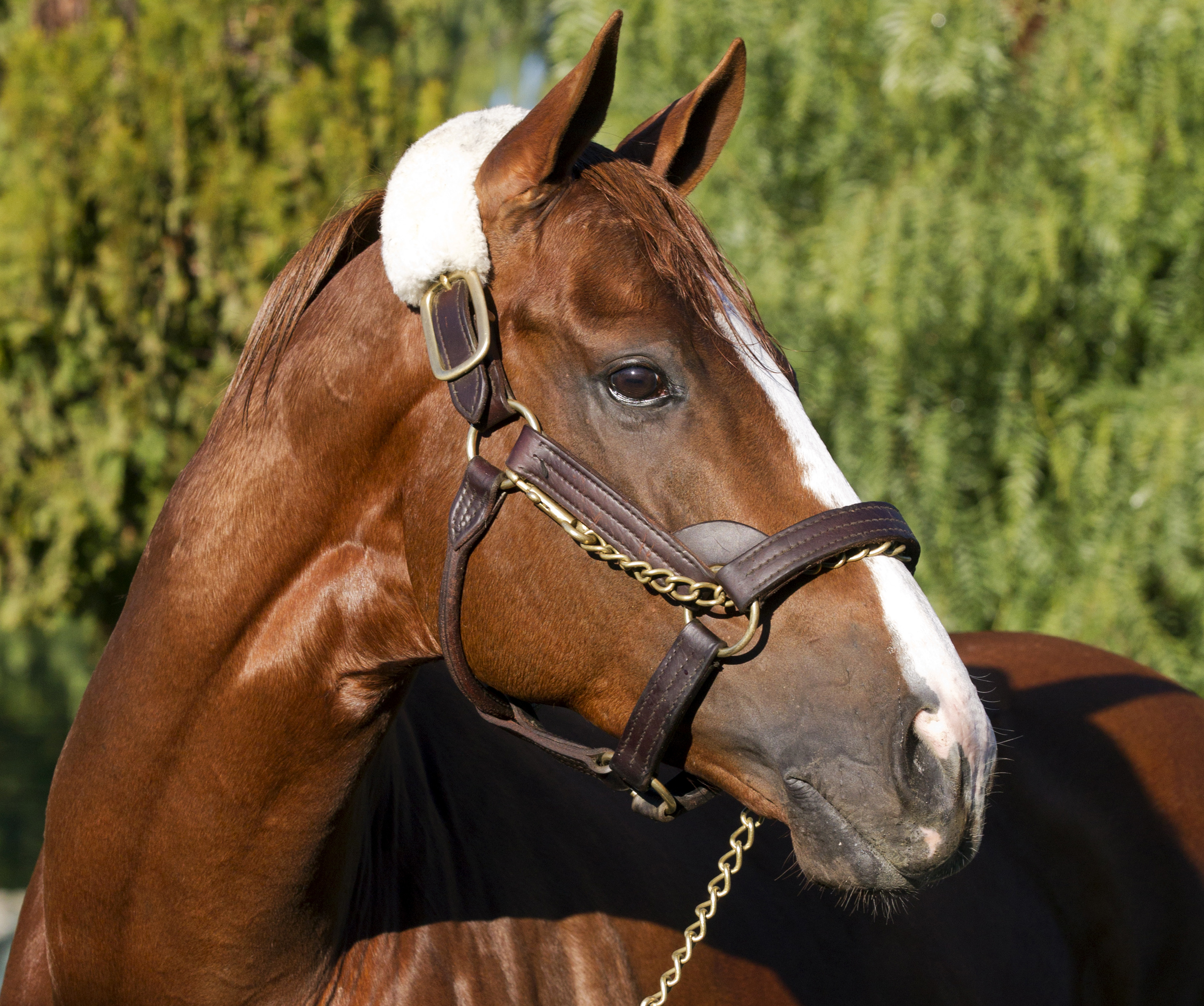 California Chrome