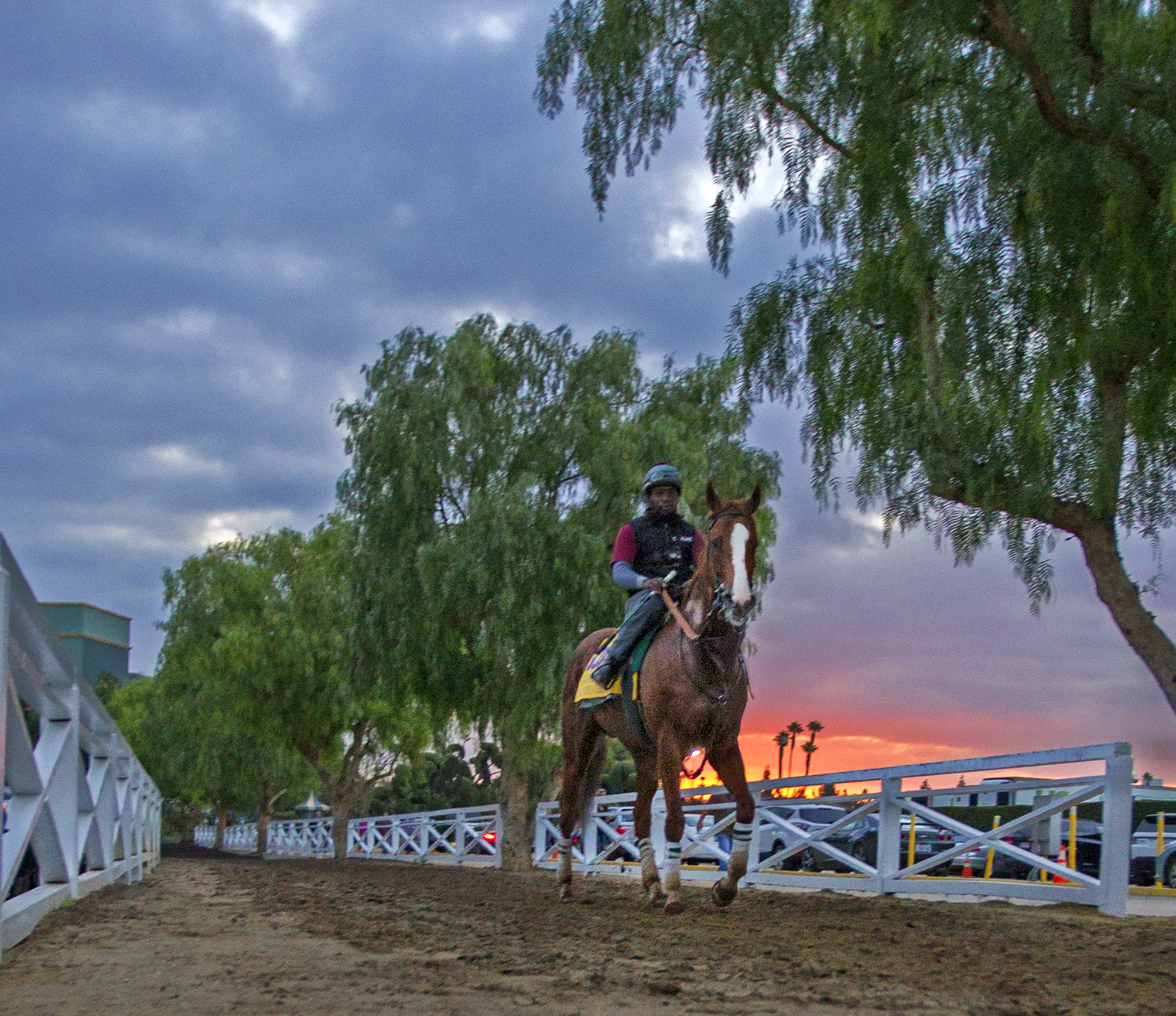 California Chrome at Santa Anita on Nov. 1