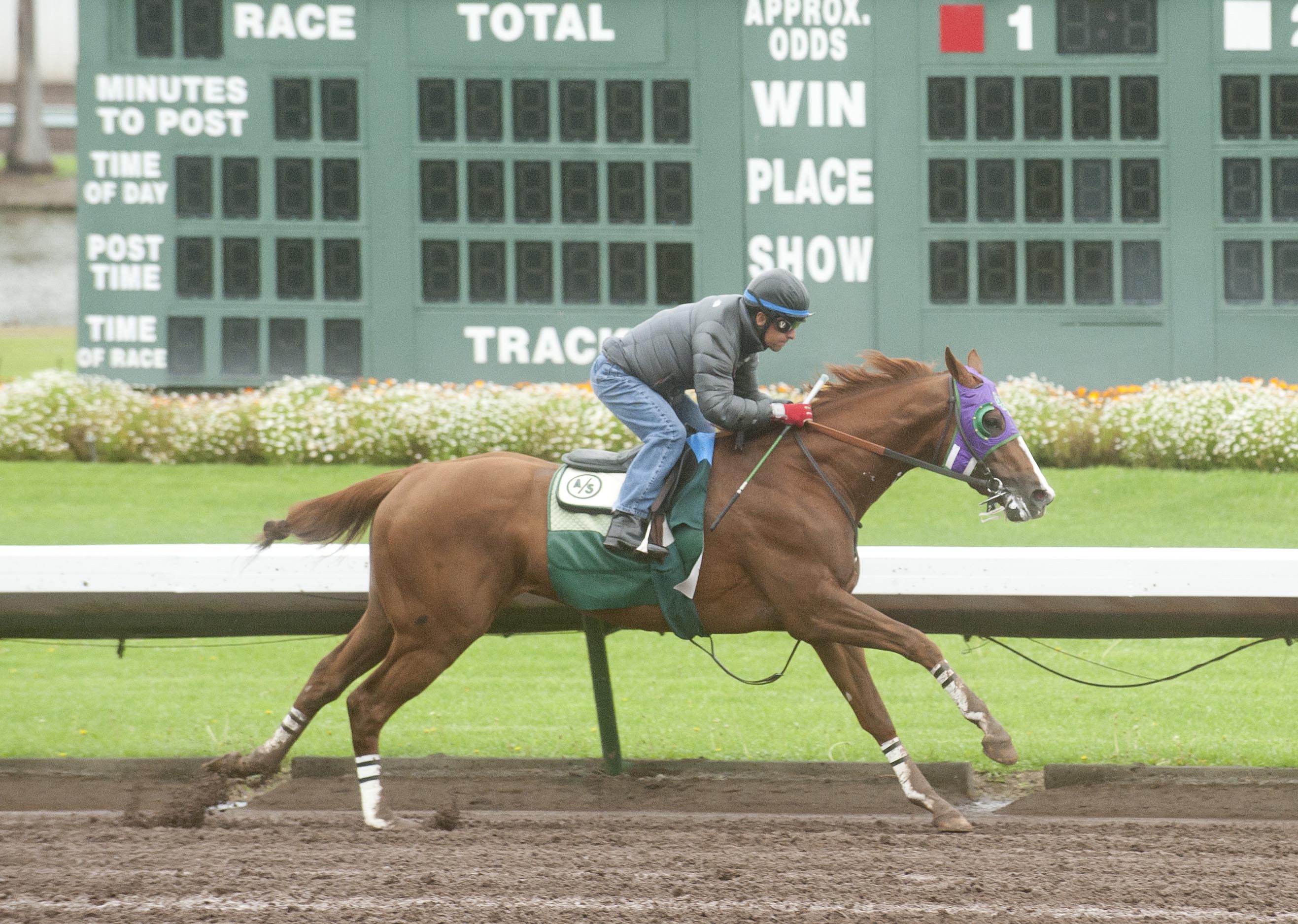 California Chrome works at Los Alamitos on March 2
