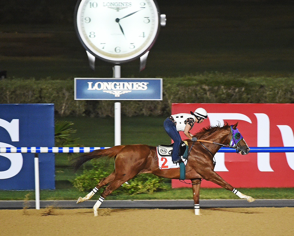 California Chrome works at Meydan Racecourse