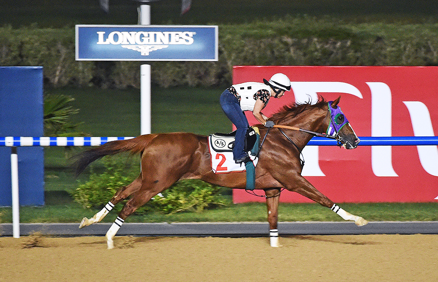 California Chrome at Meydan on March 24