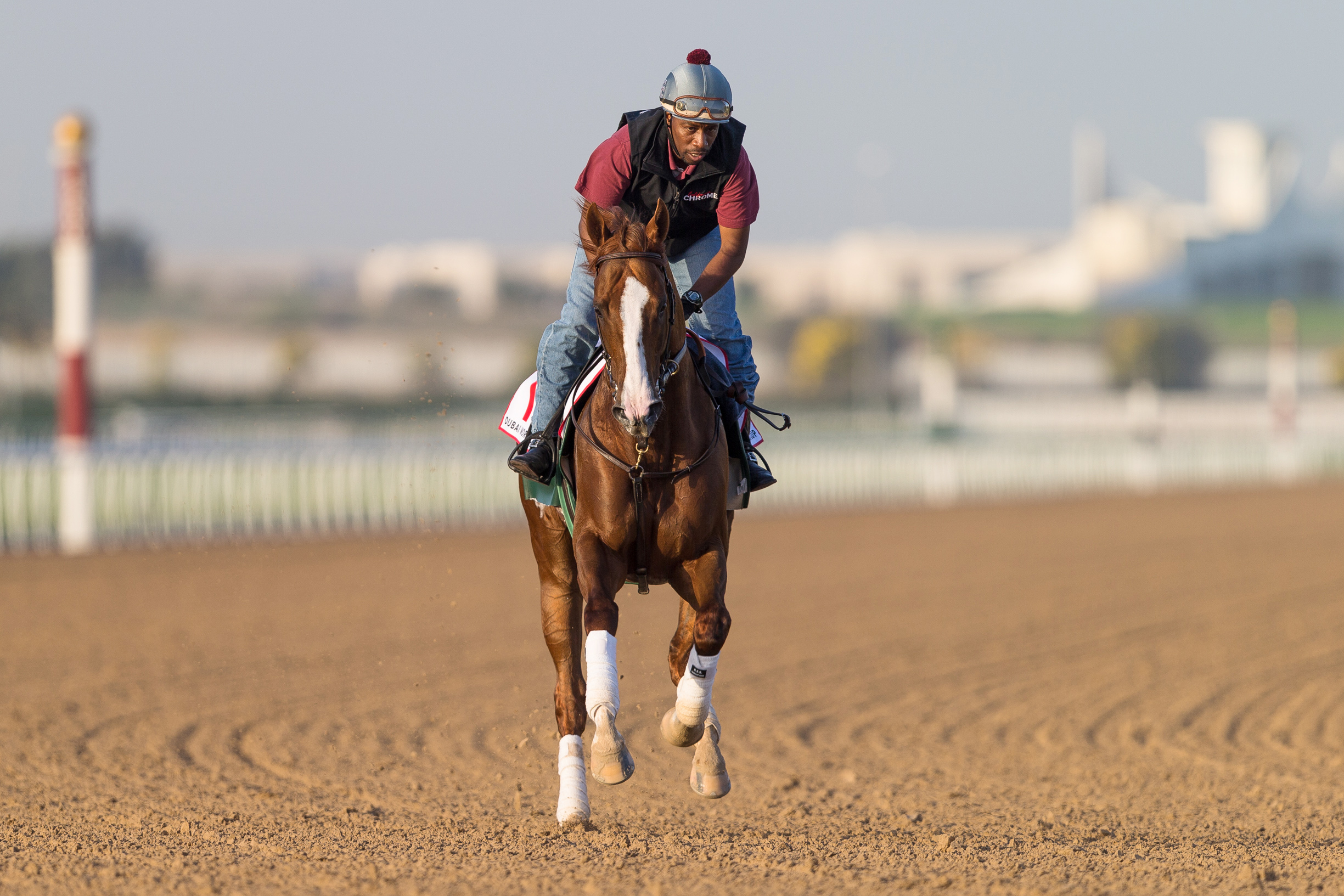 California Chrome at Dubai on March 24