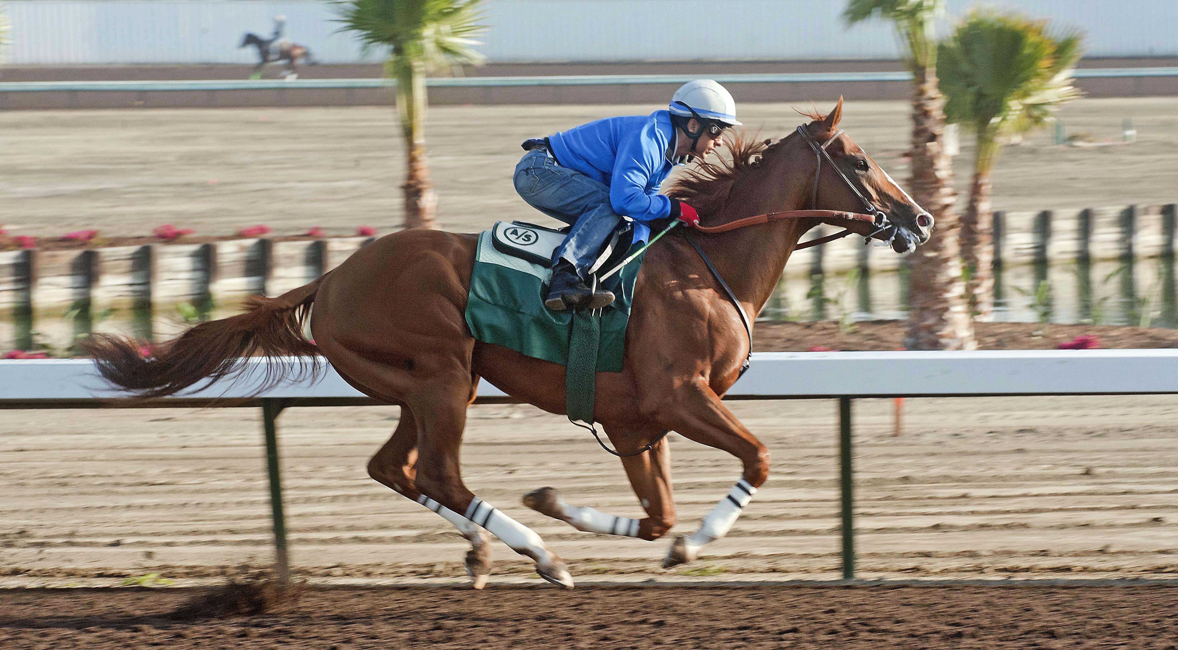 Jerardi: California Chrome looks best - by a lot
