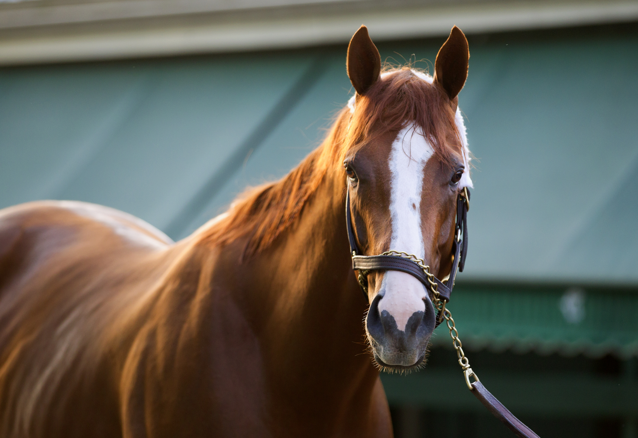 California Chrome