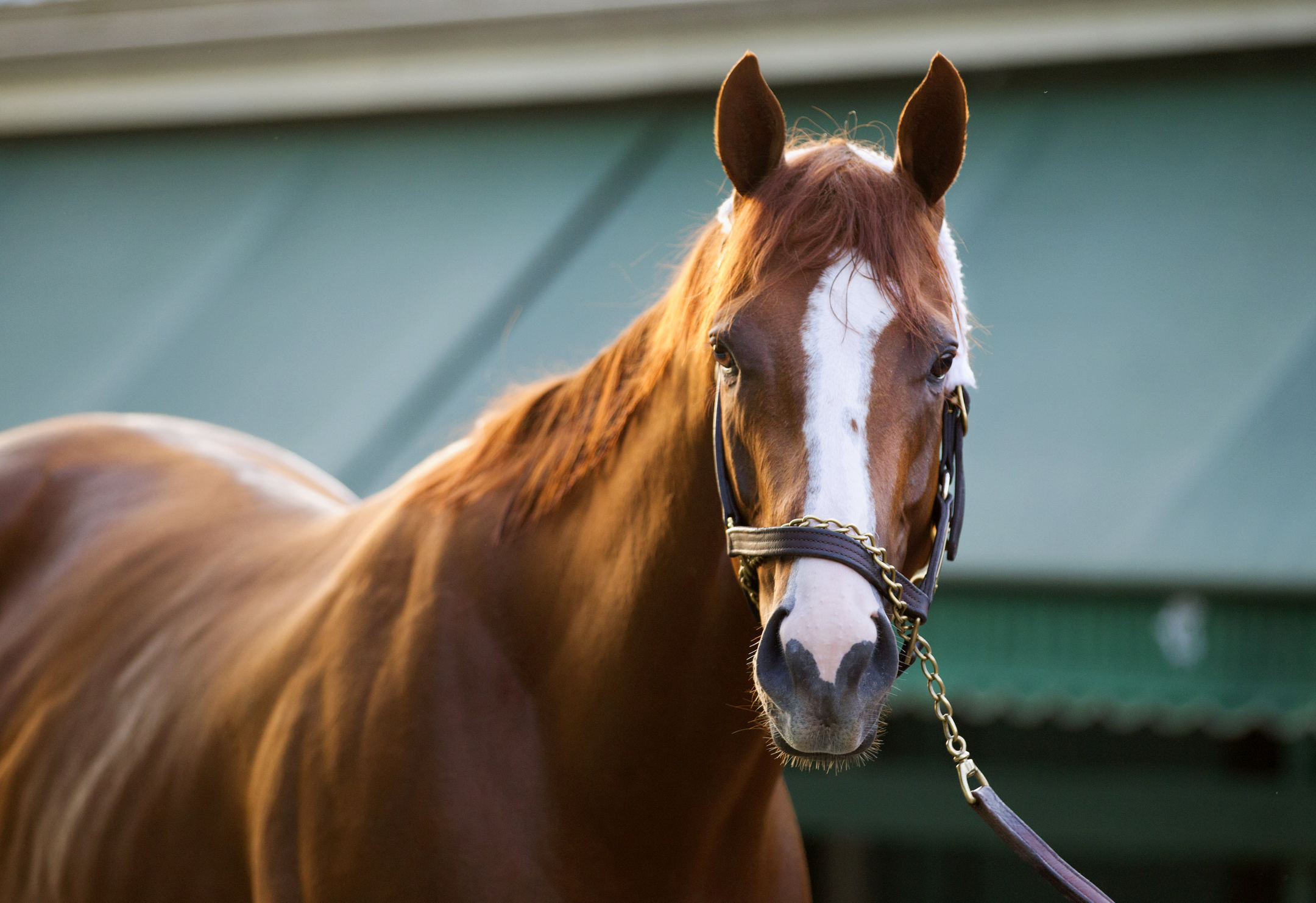 California Chrome 2014