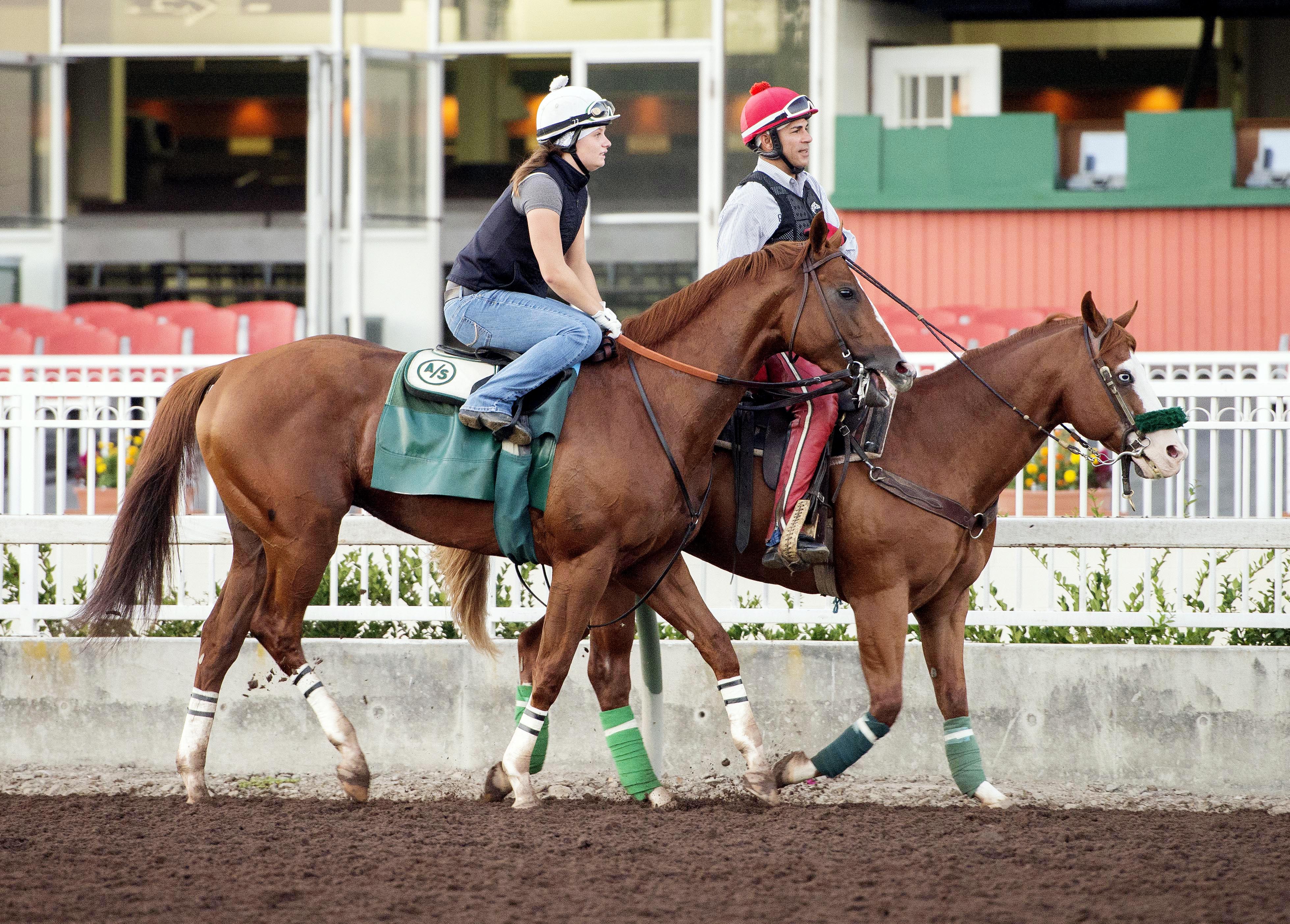 California Chrome on Aug. 15
