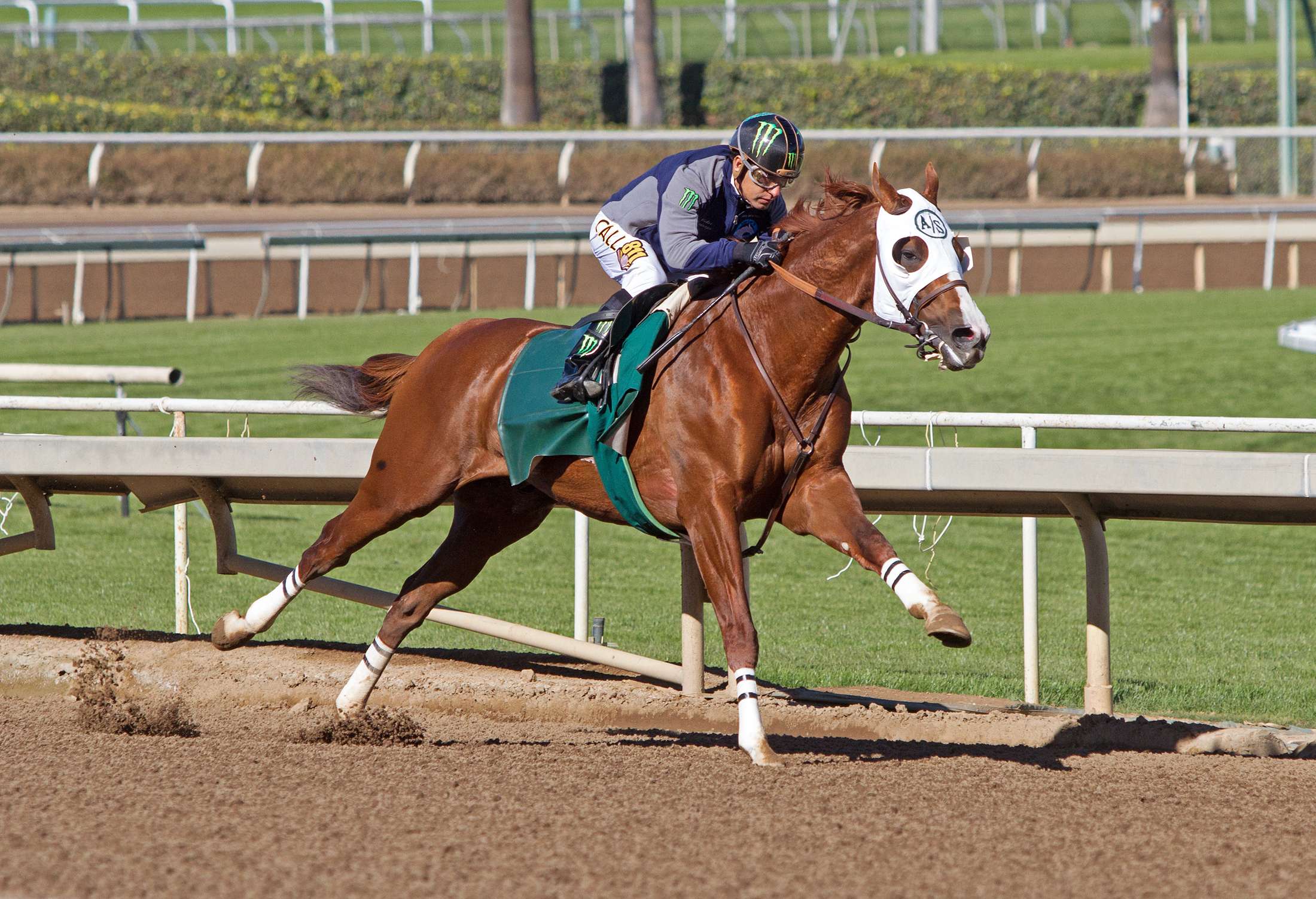 California Chrome trains at Santa Anita
