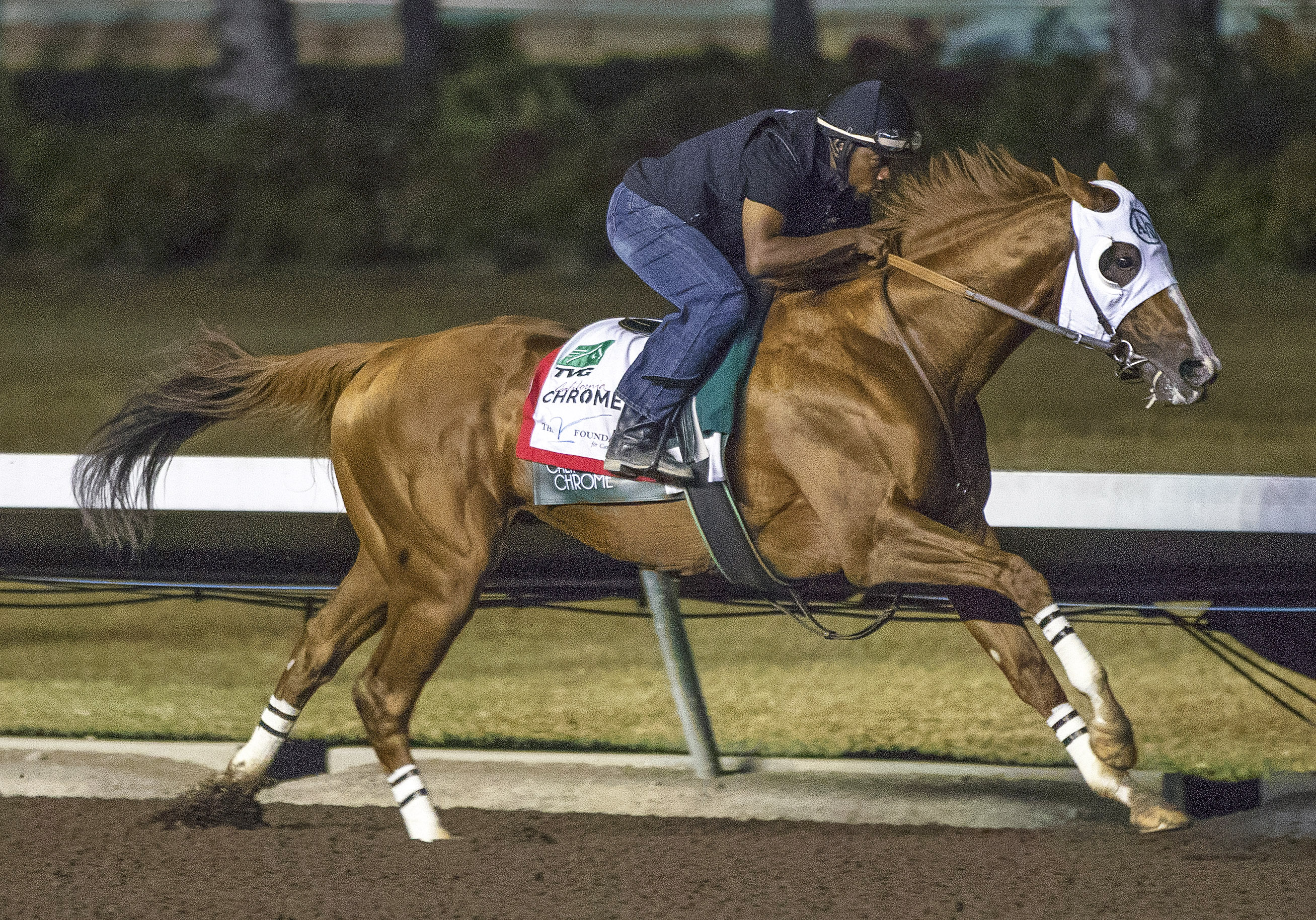 California Chrome works at Los Al on Oct. 22