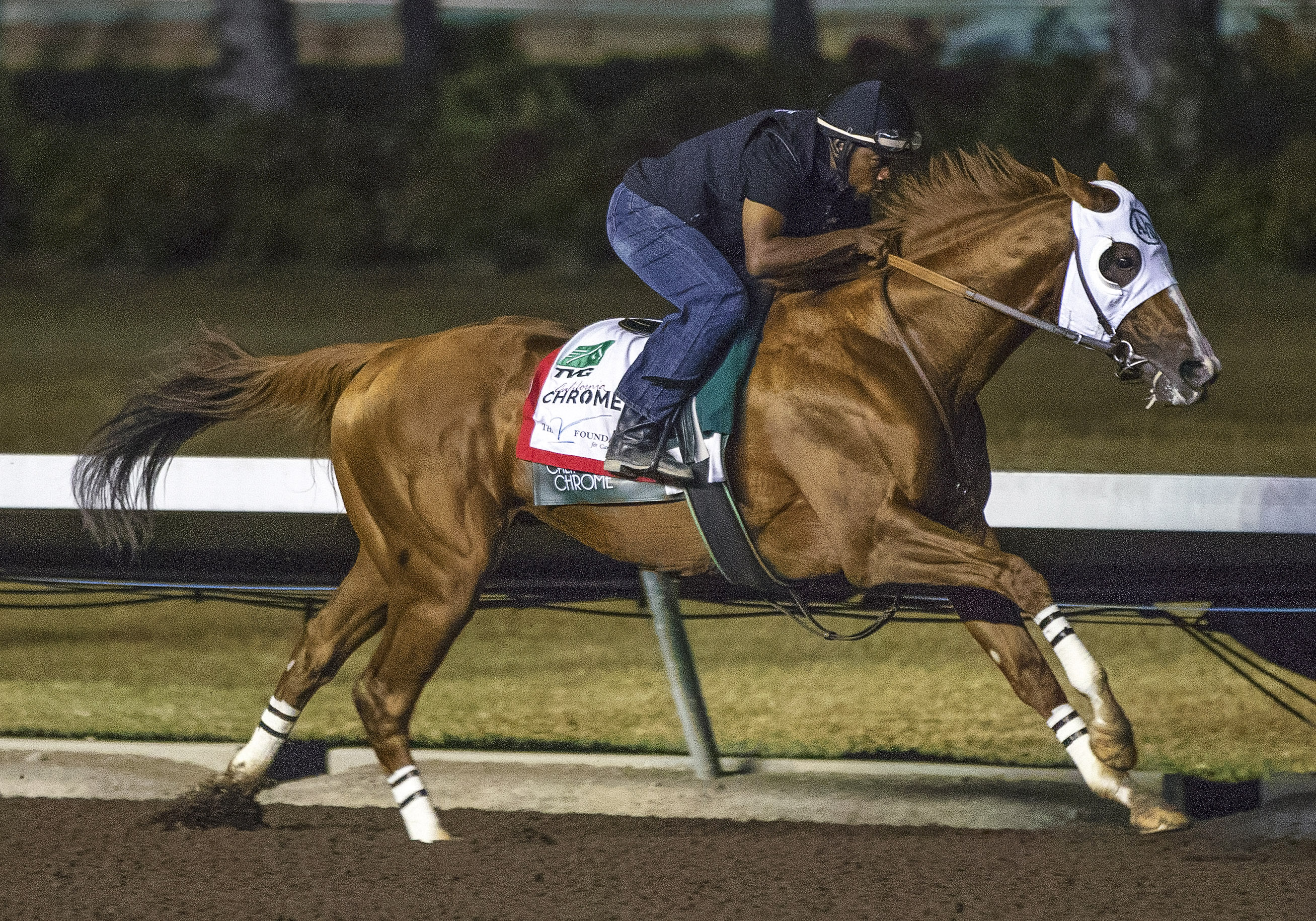 California Chrome works at Los Al on Oct. 22