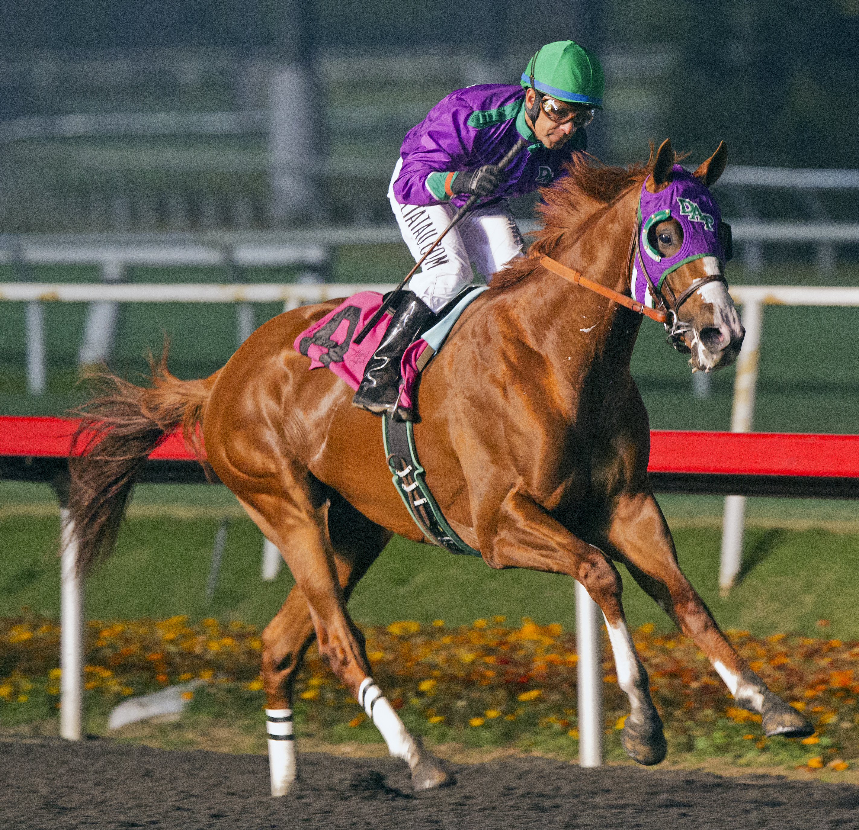 California Chrome wins the King Glorious