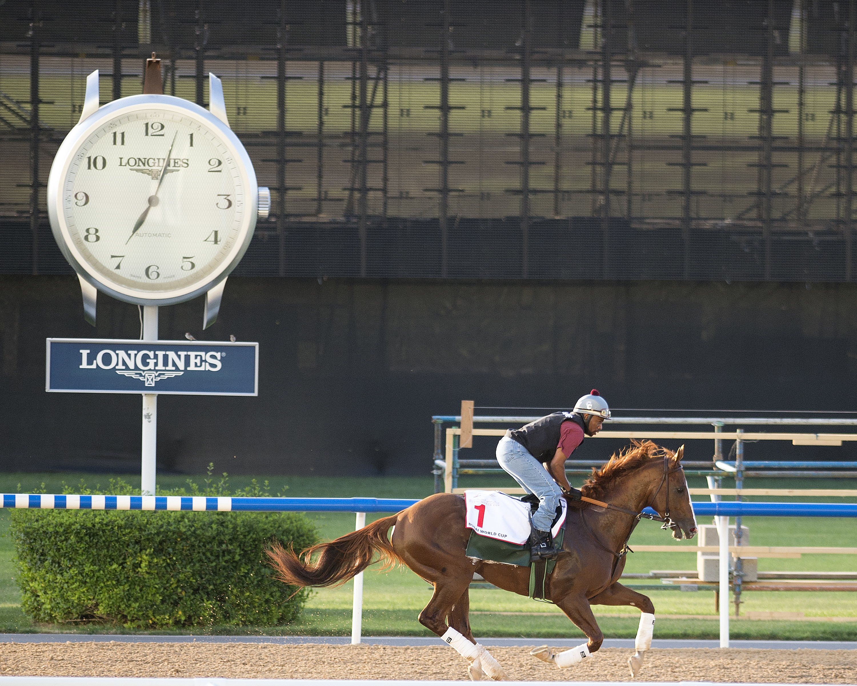 California Chrome training at Dubai on March 24