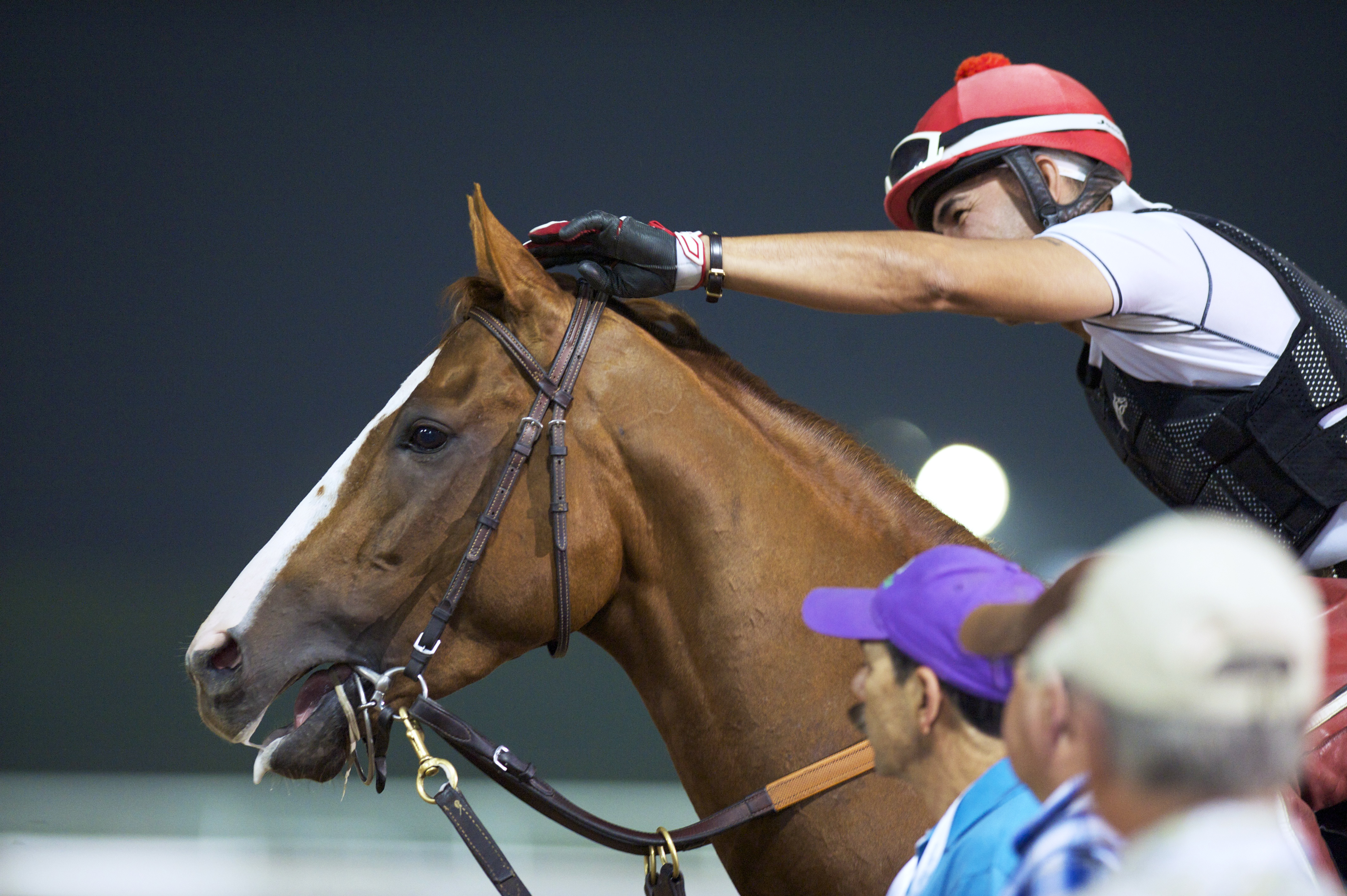 California Chrome in Dubai on March 26
