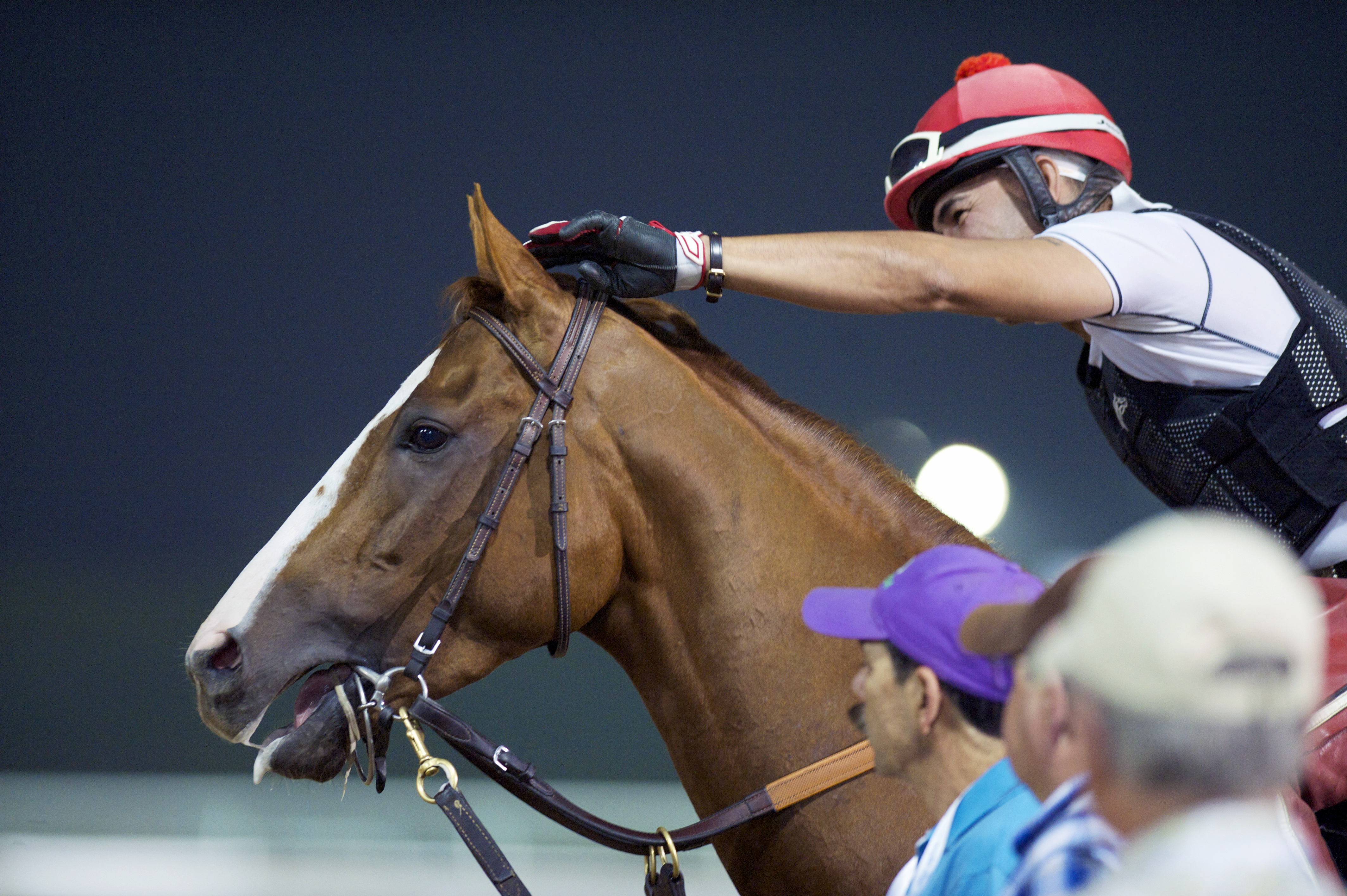 California Chrome gets cooled down after a workout in Dubai