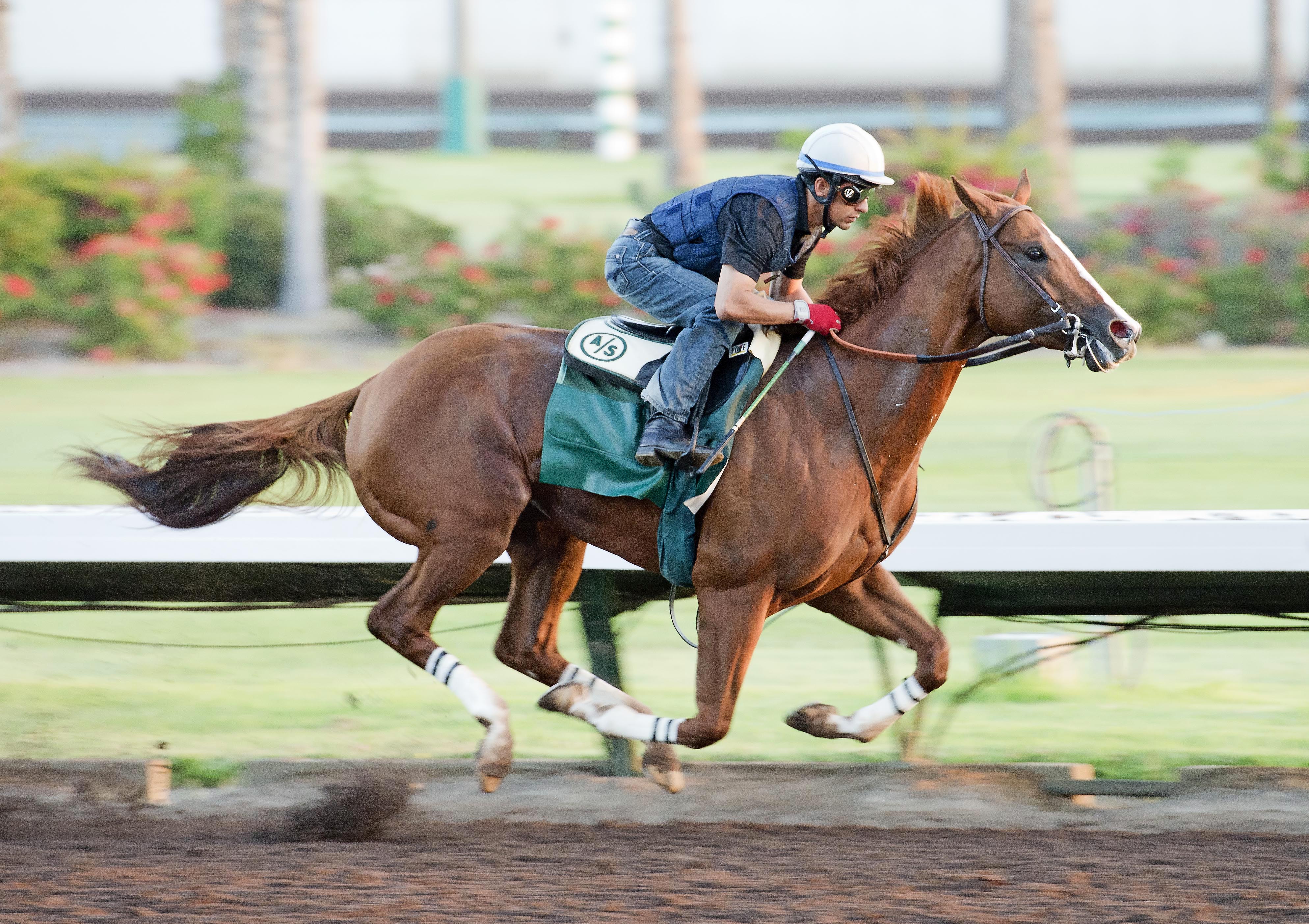 California Chrome works on Aug. 22