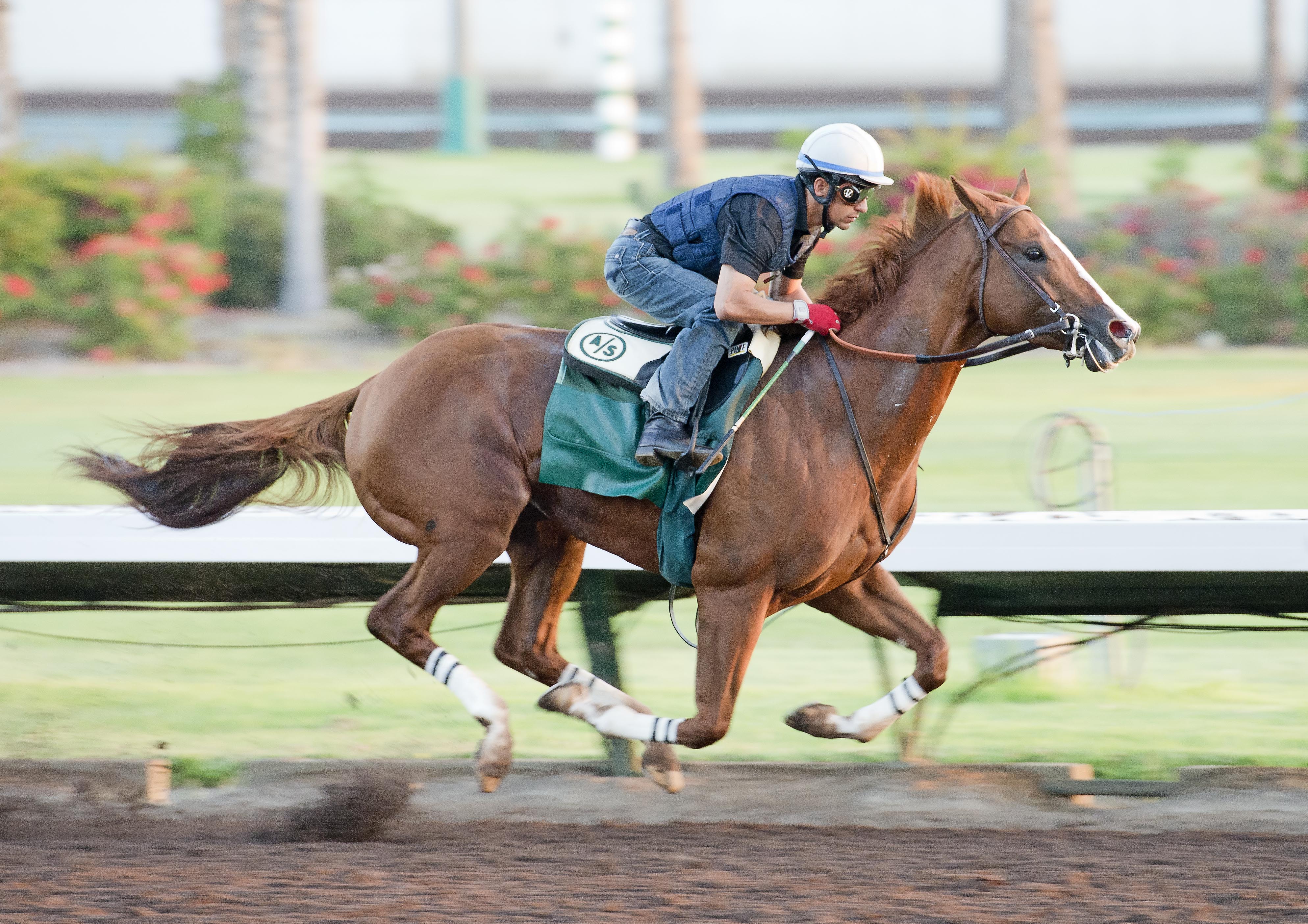 California Chrome