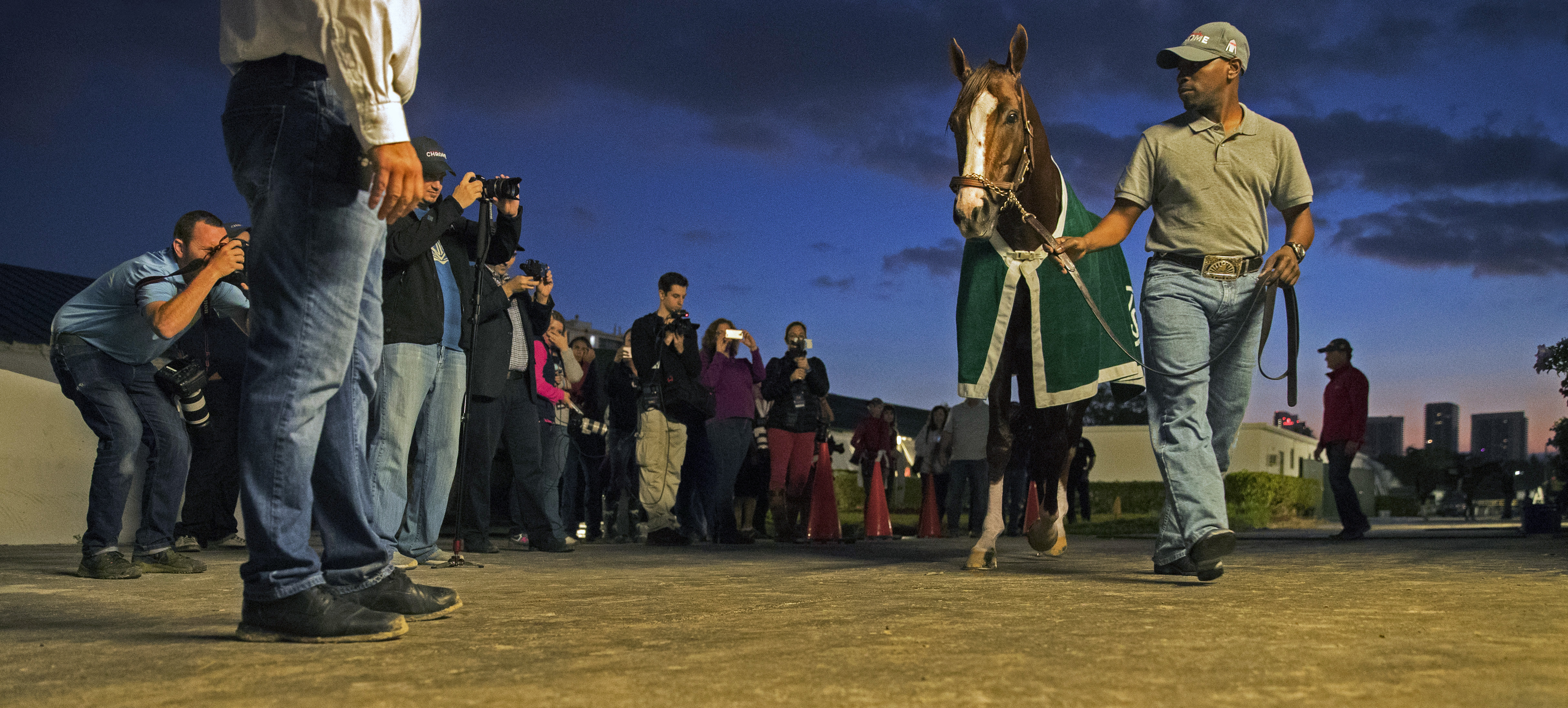 California Chrome at Gulfstream Park