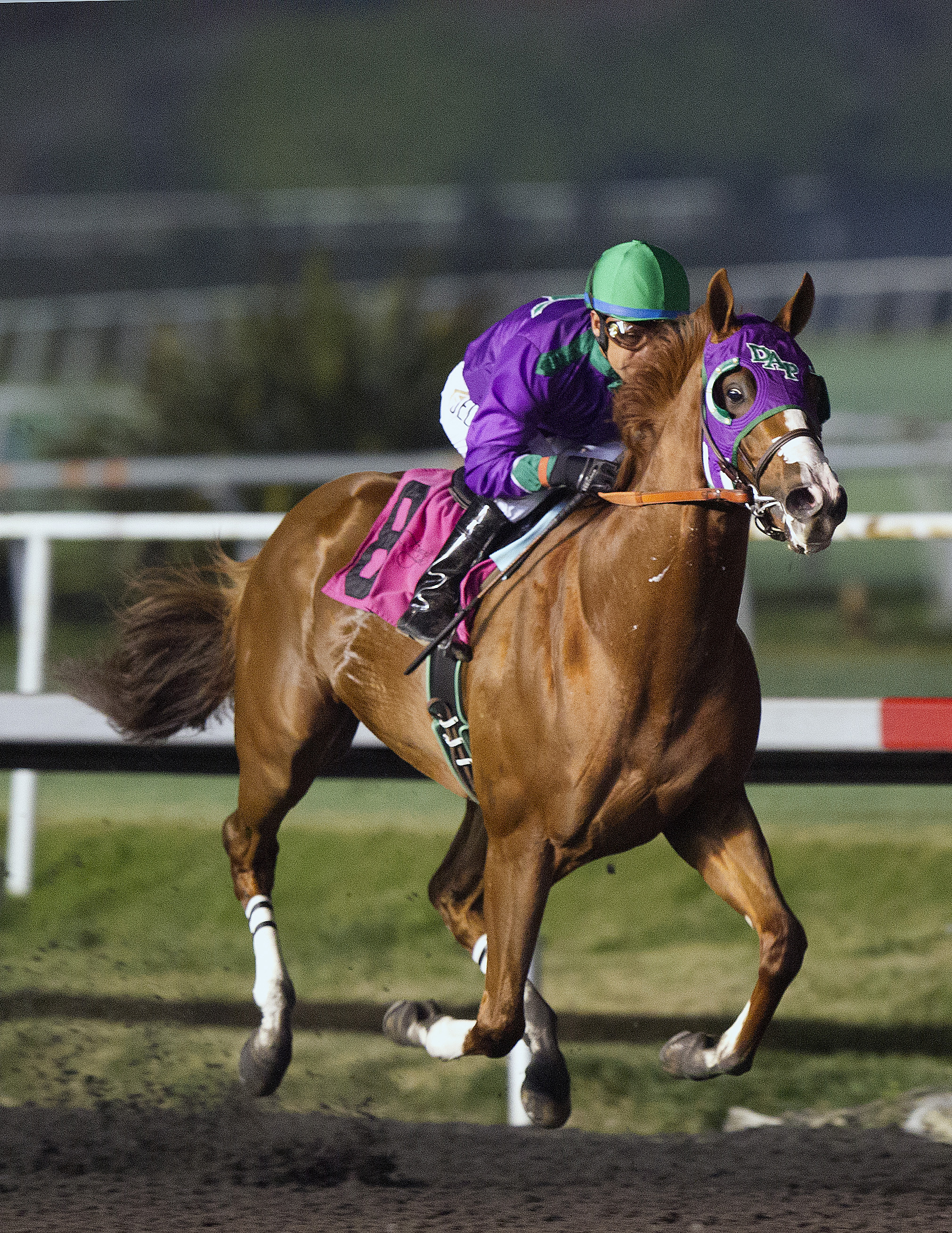 California Chrome wins the King Glorious