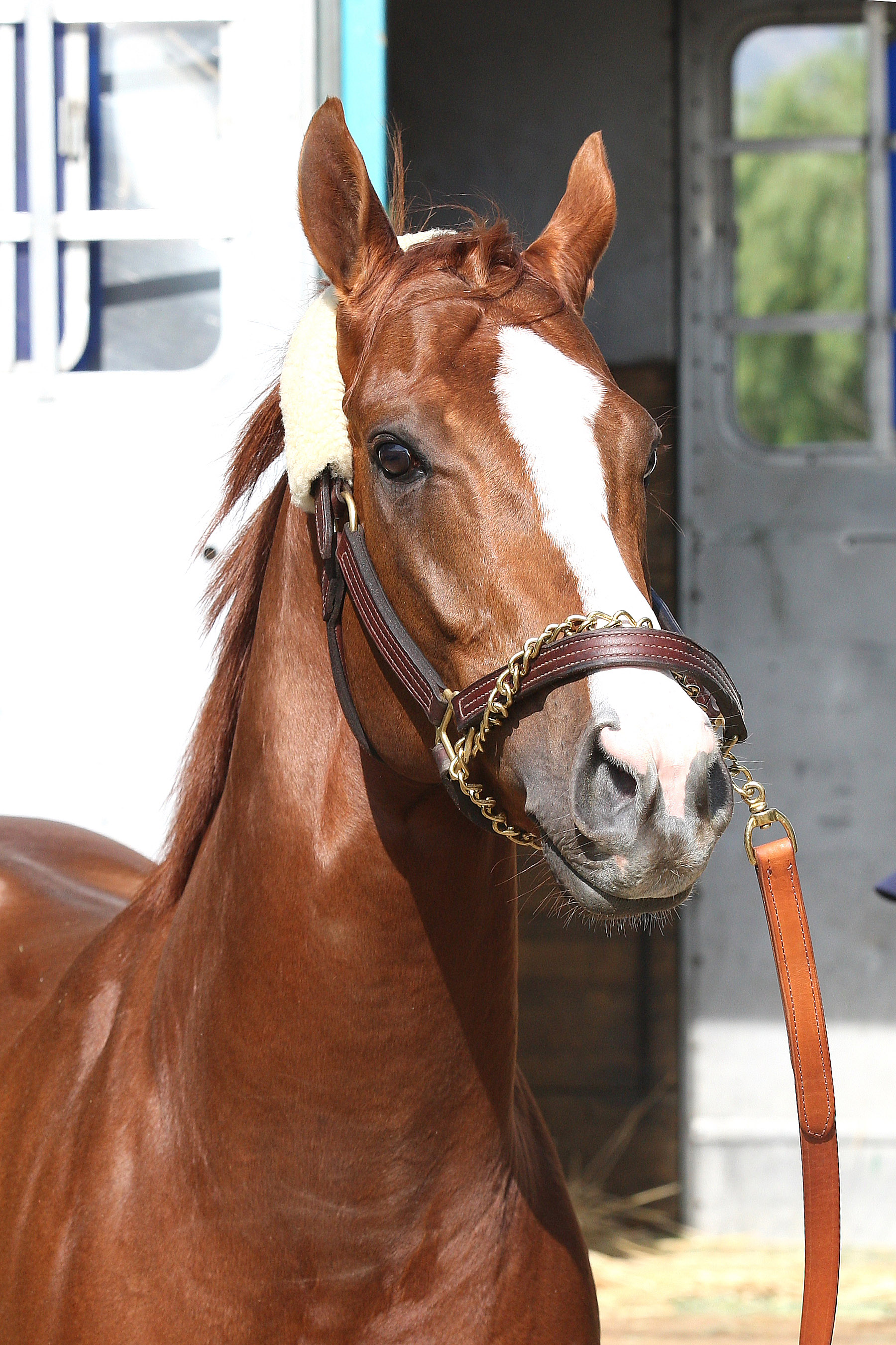 California Chrome