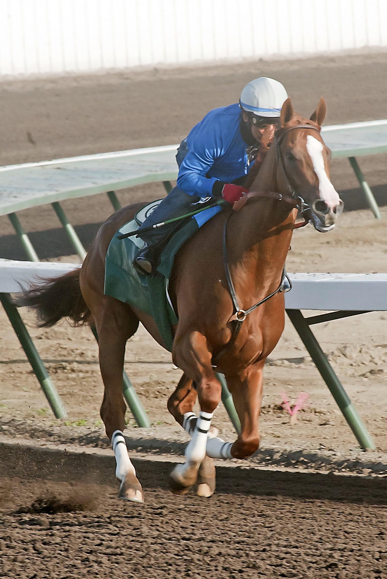 California Chrome works at Los Alamitos on April 19