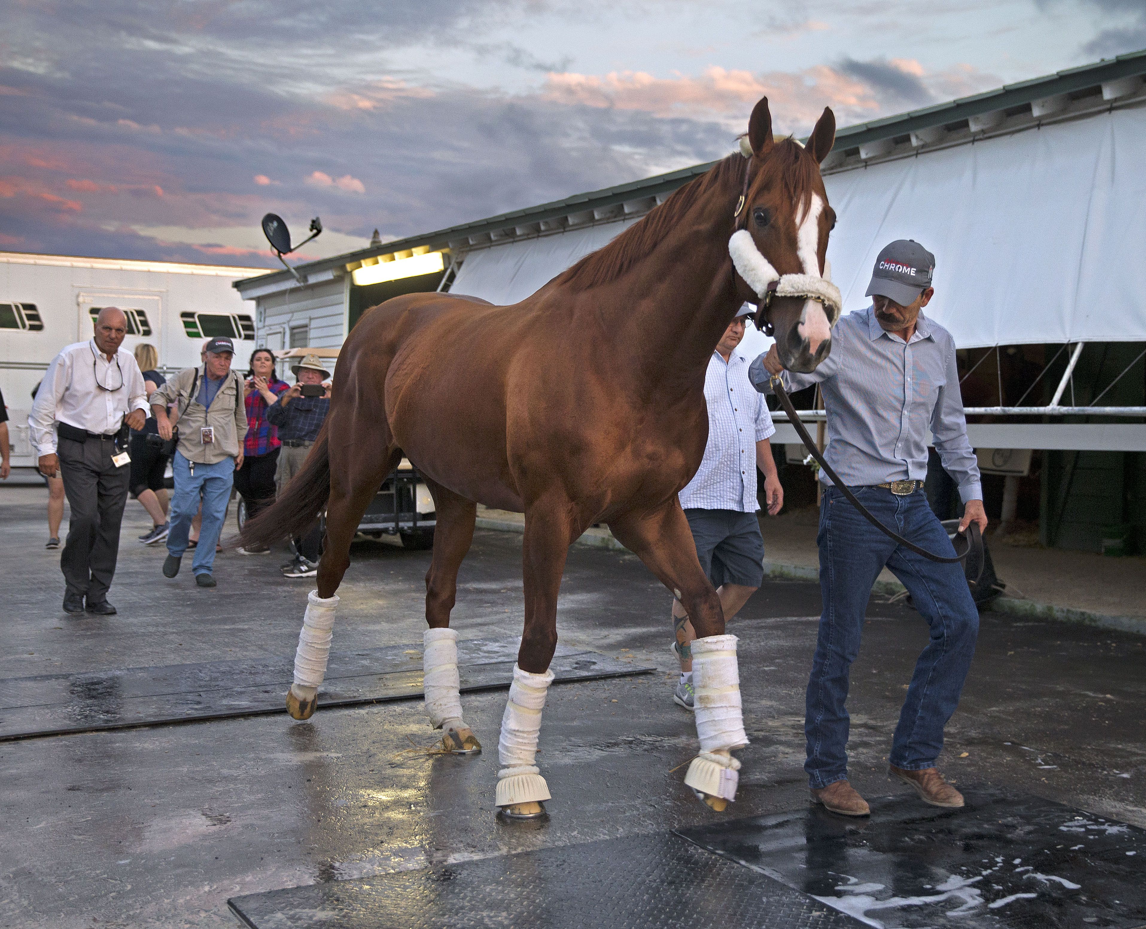 California Chrome arrives at Gulfstream Park for Pegasus World Cup