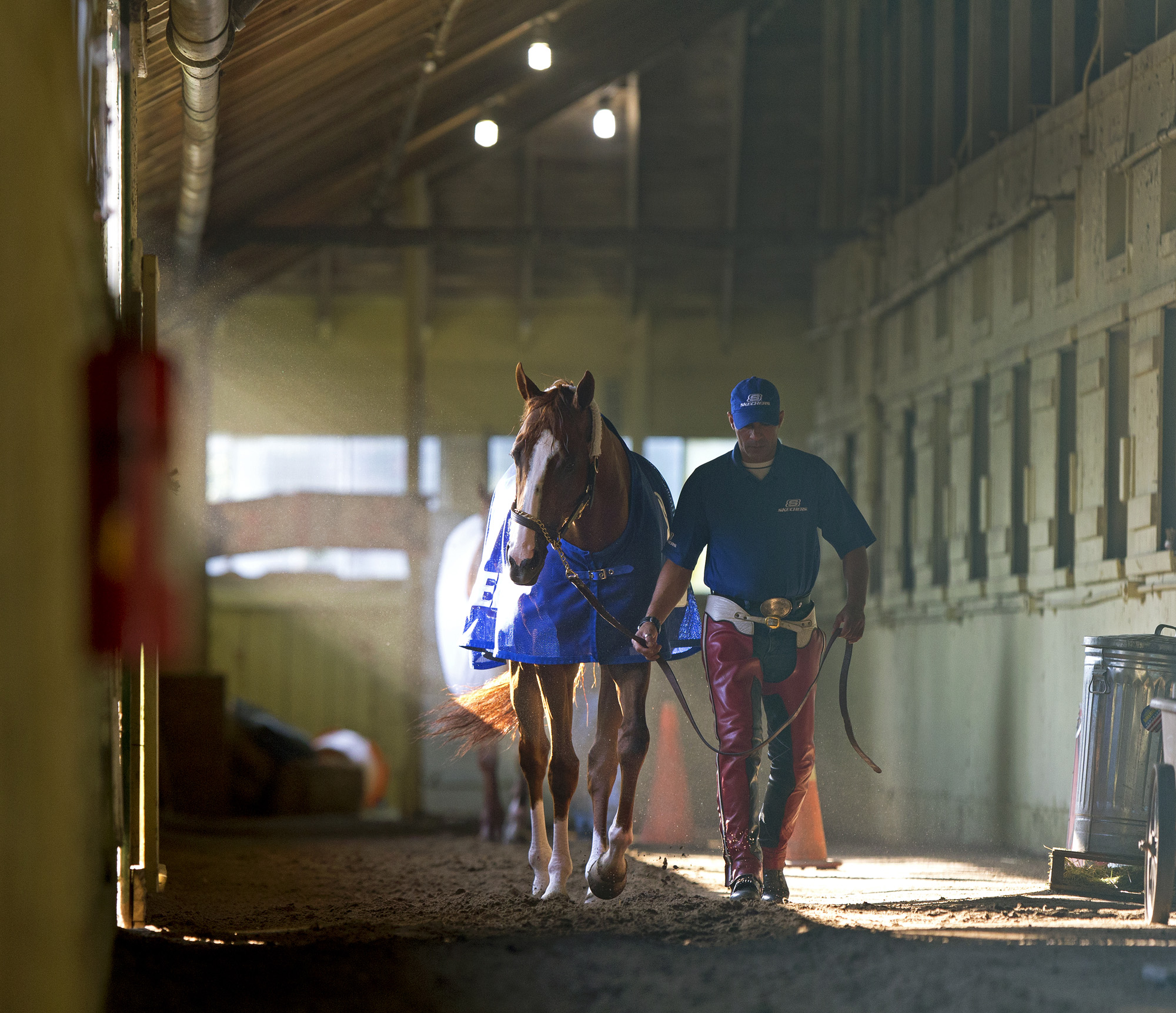 California Chrome walks the shedrow
