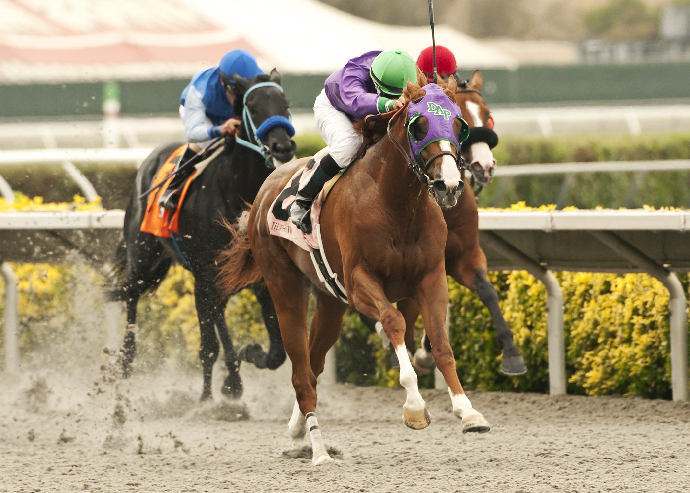 California Chrome, Graduation Stakes
