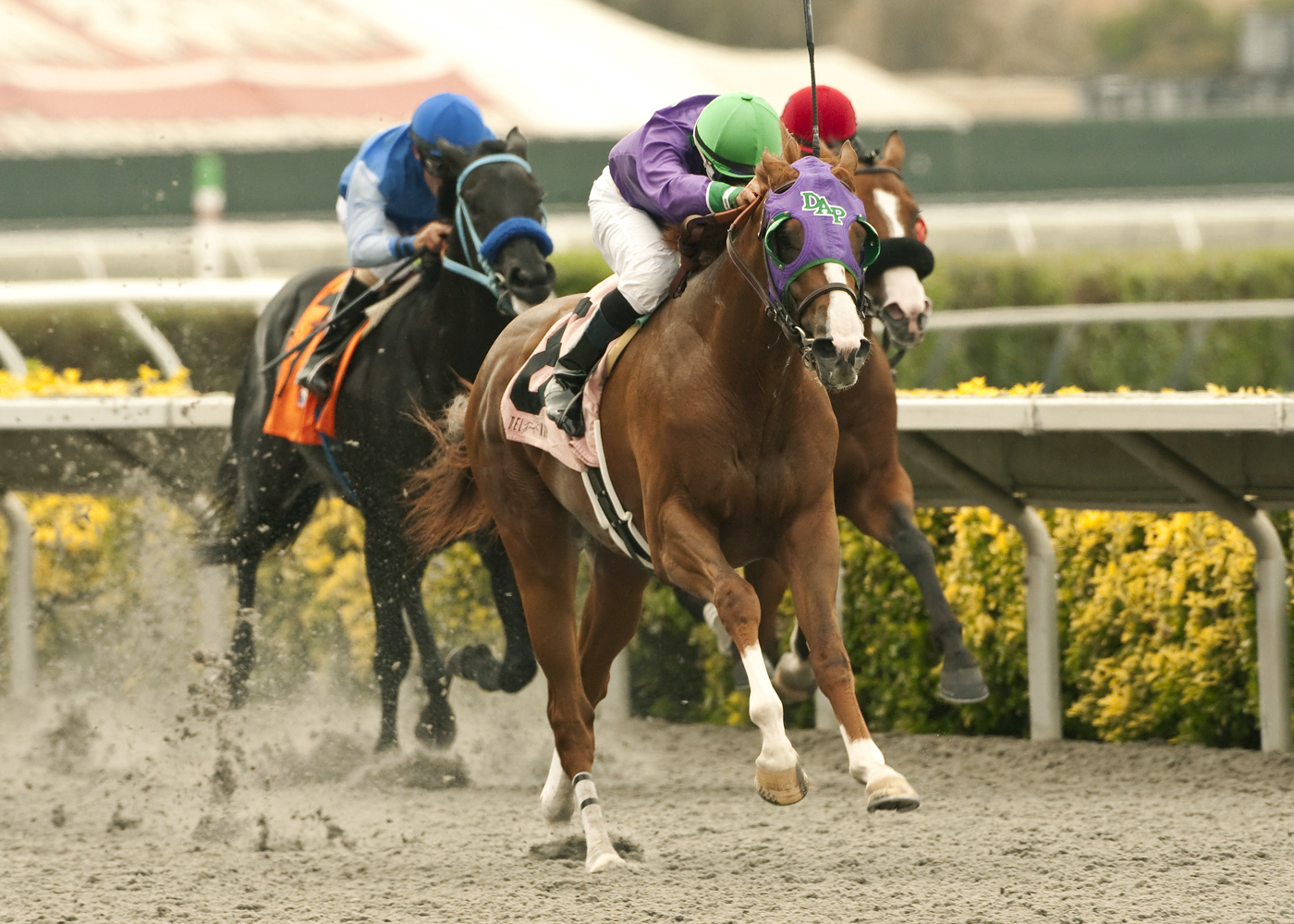 California Chrome, Graduation Stakes