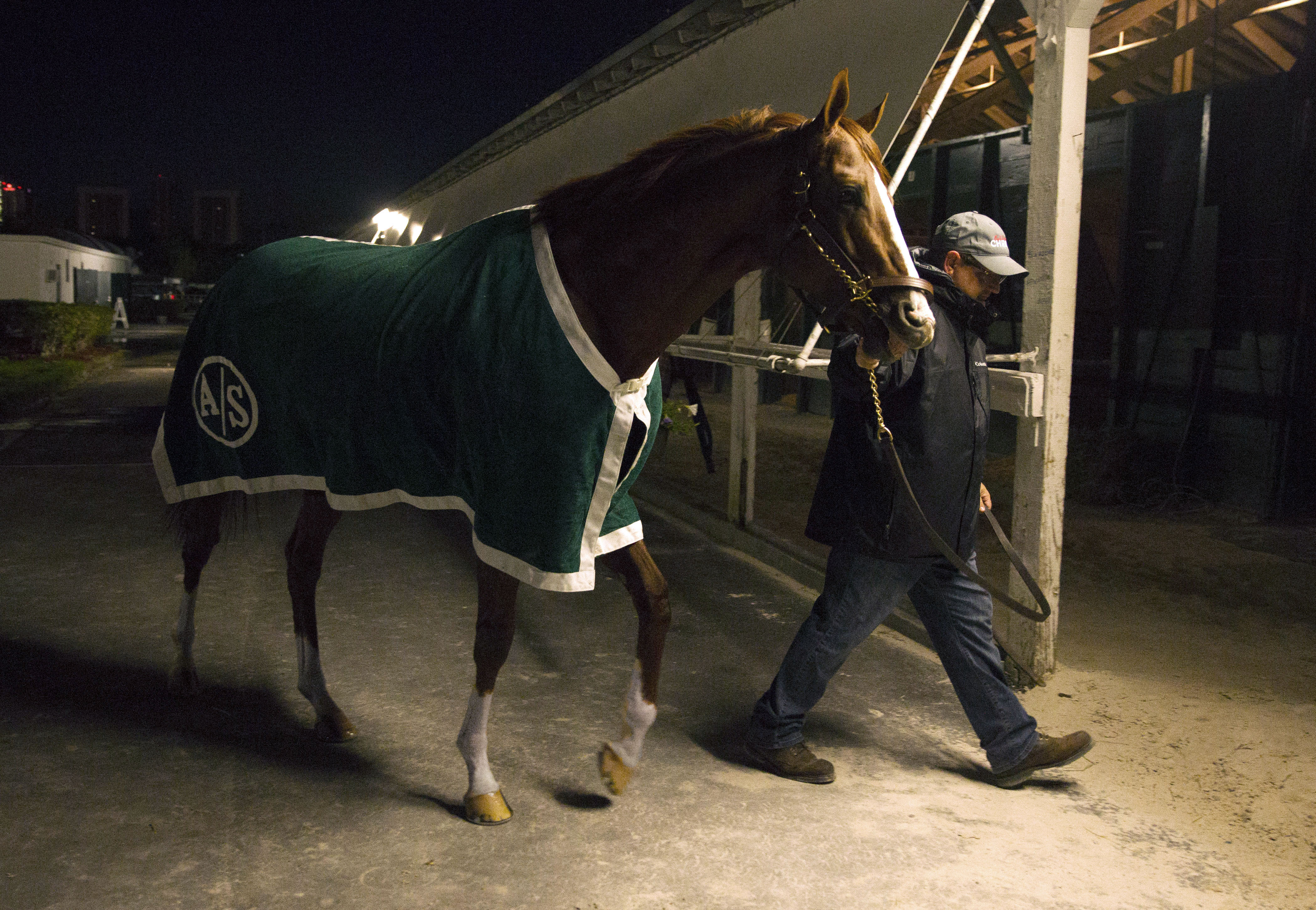 California Chrome at Gulfstream Park