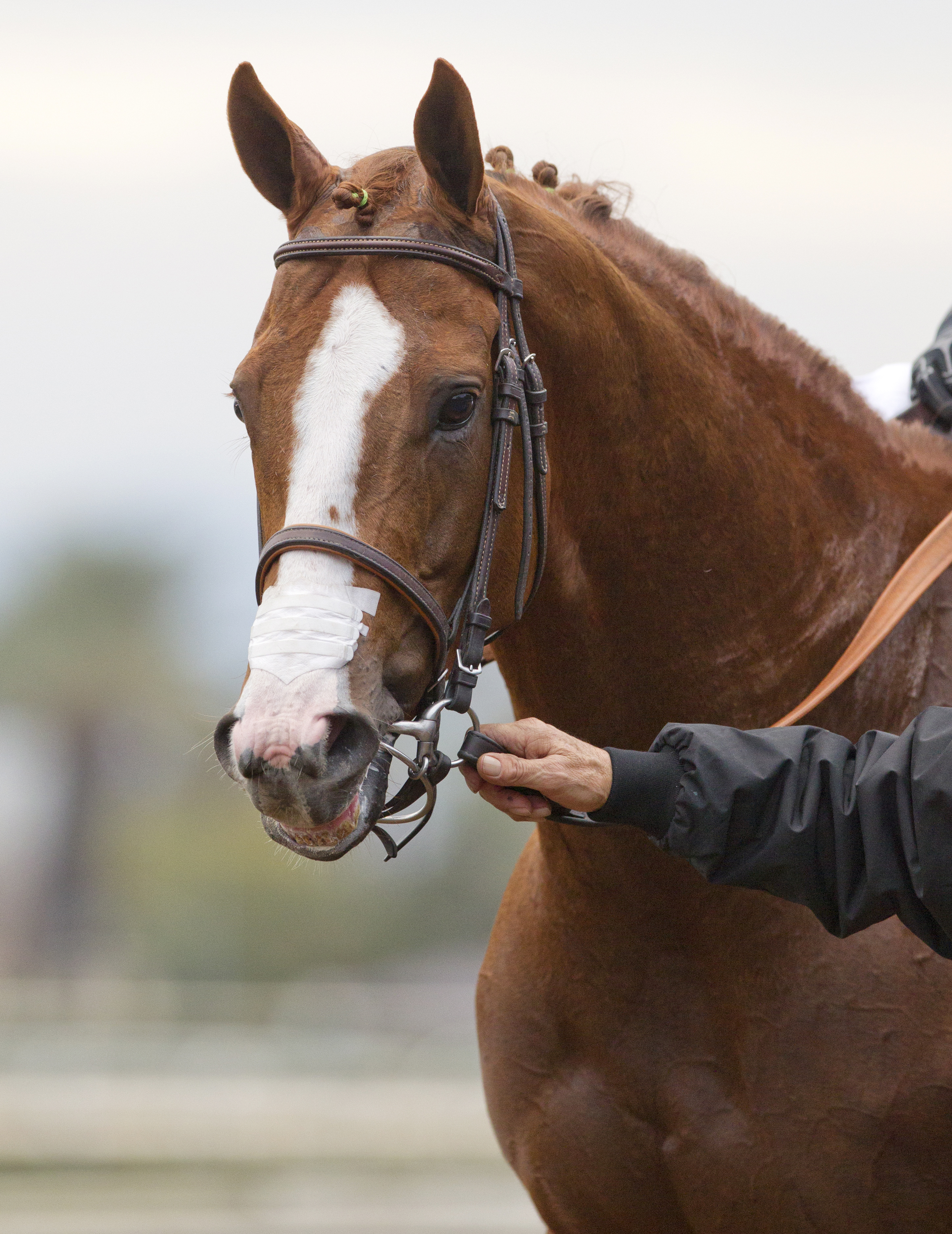California Chrome