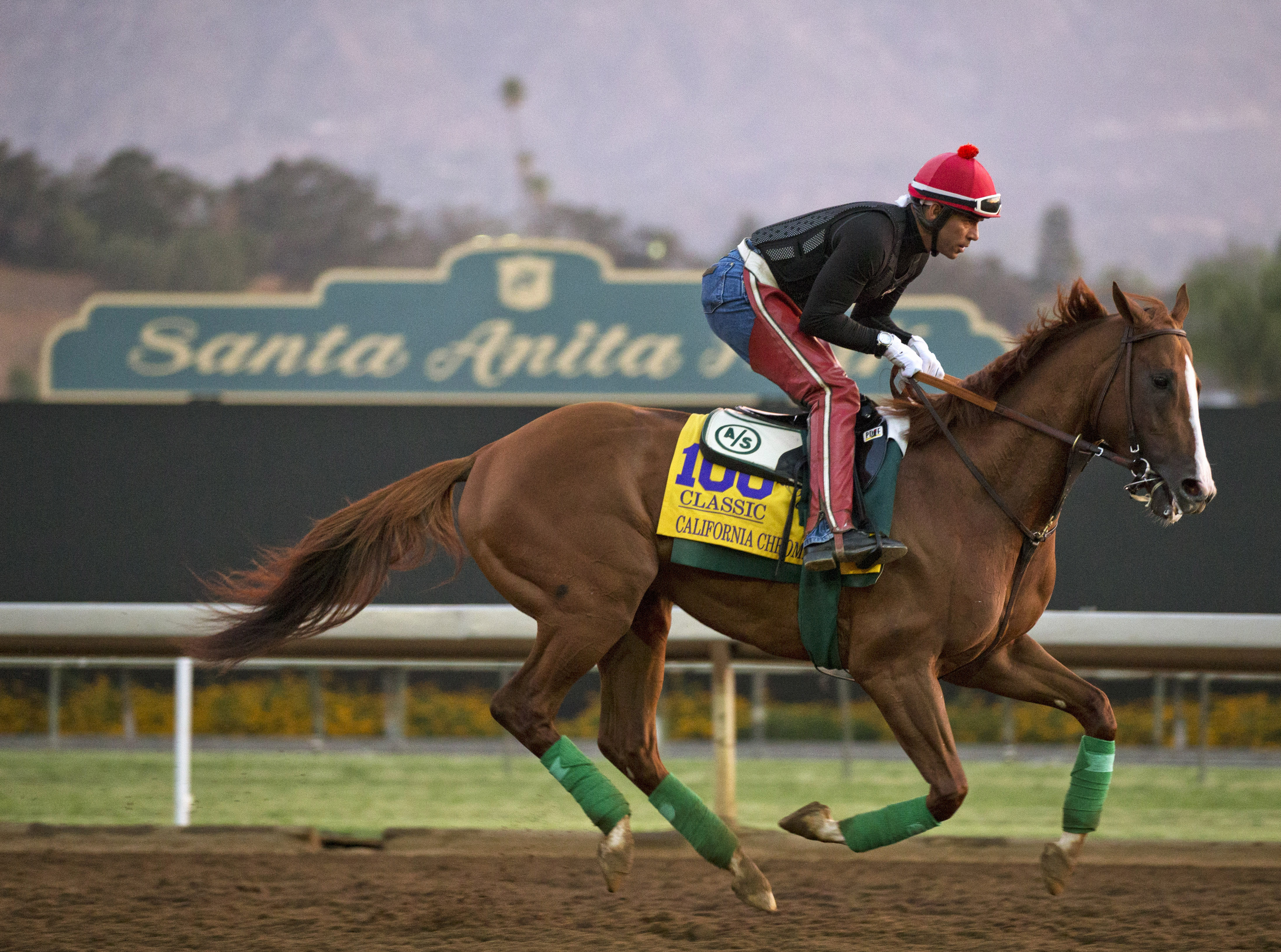 California Chrome trains at Santa Anita on Oct. 30
