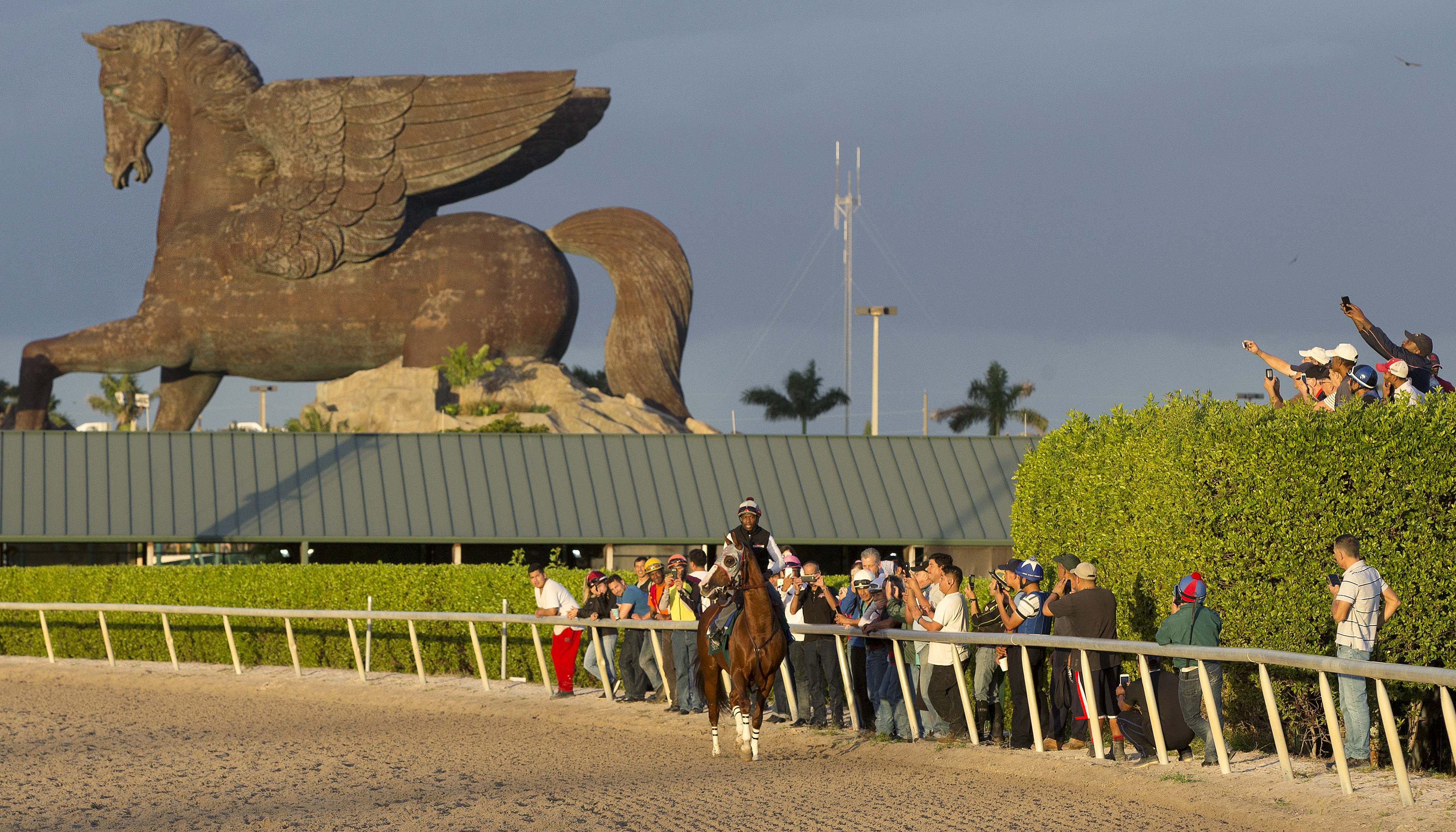 California Chrome with Pegasus statue at Gulfstream Park