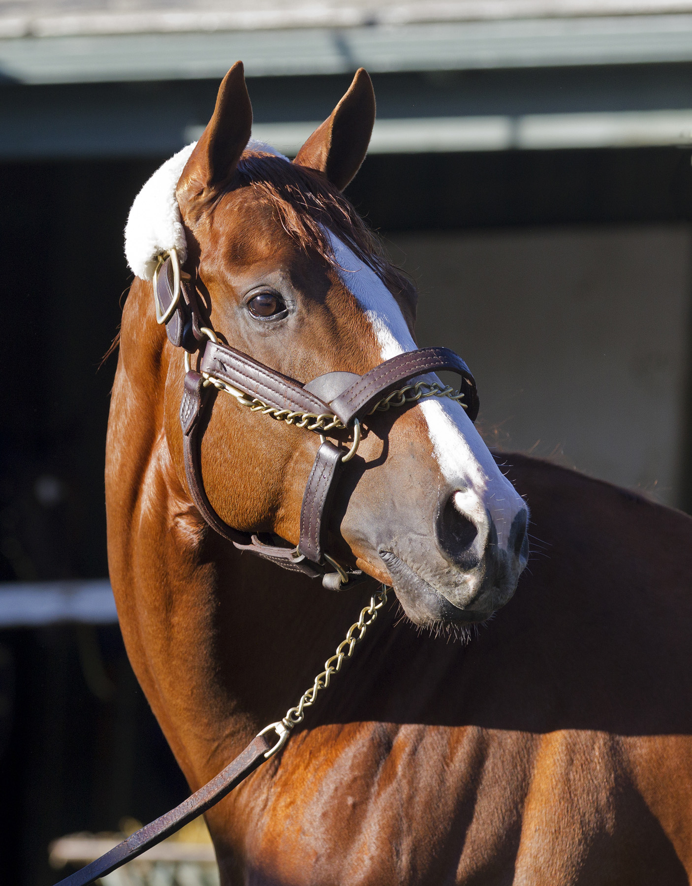 California Chrome