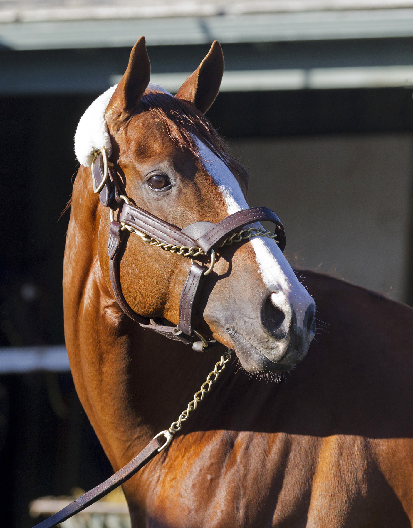 California Chrome