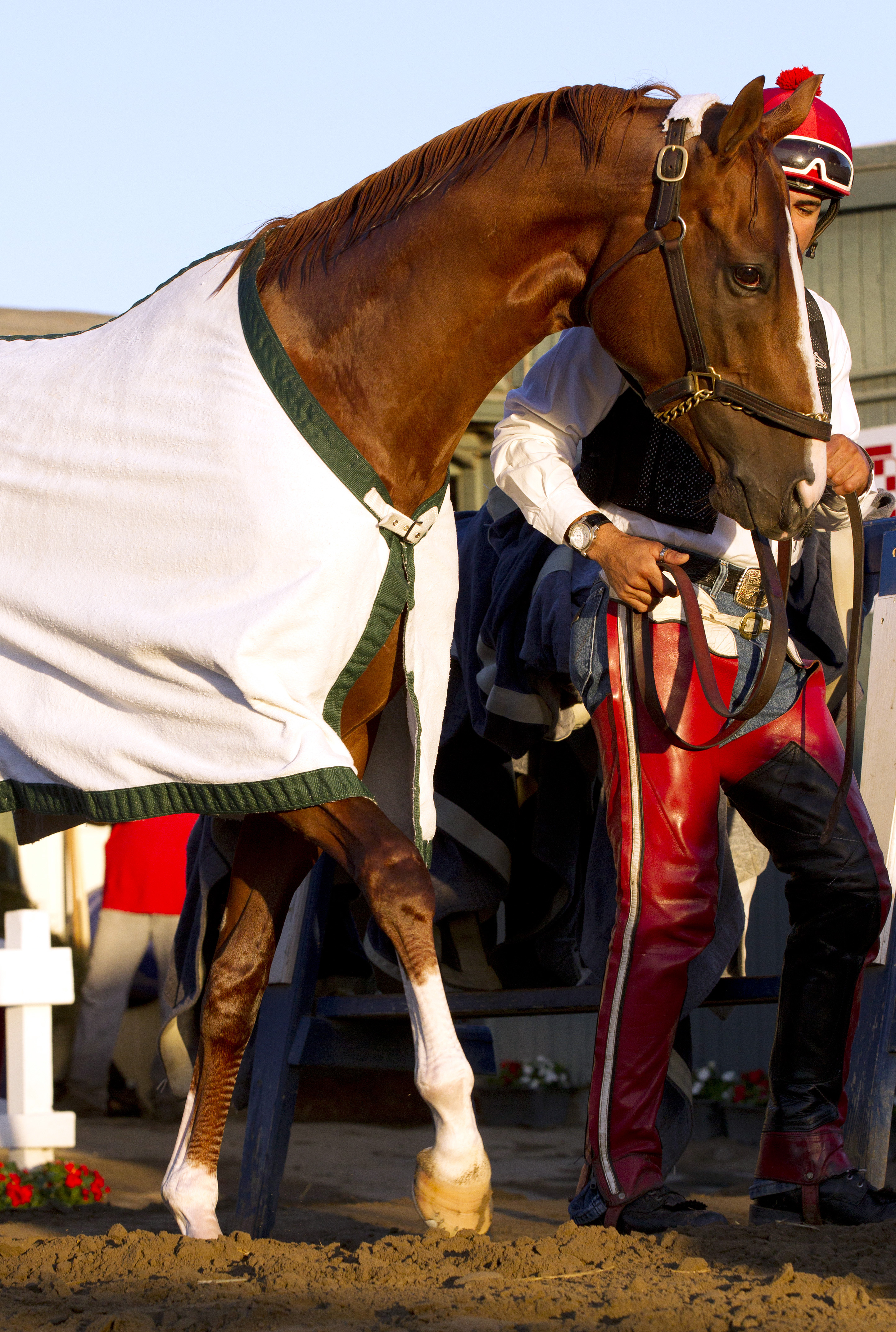 California Chrome at Santa Anita in October