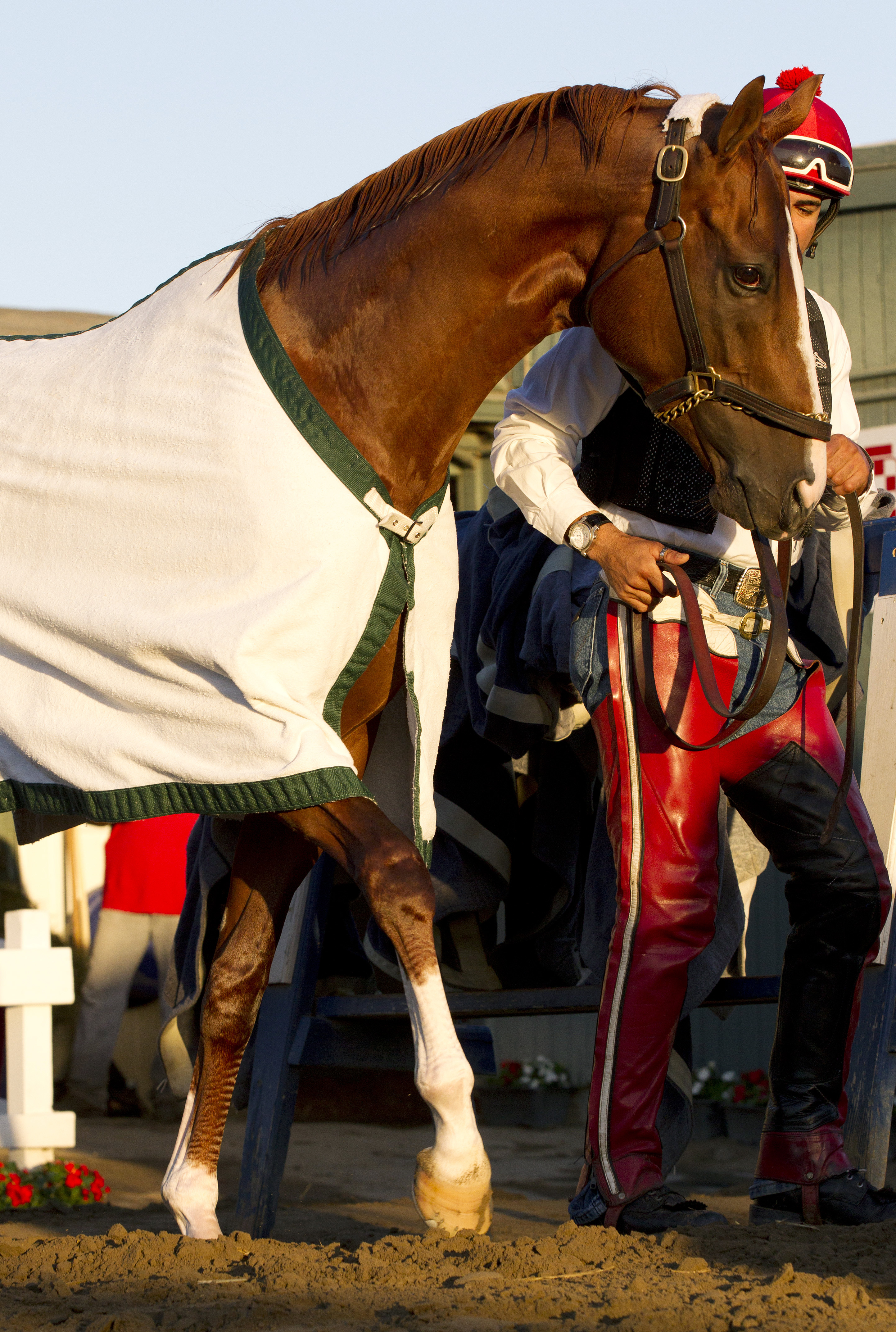 California Chrome at Santa Anita in October