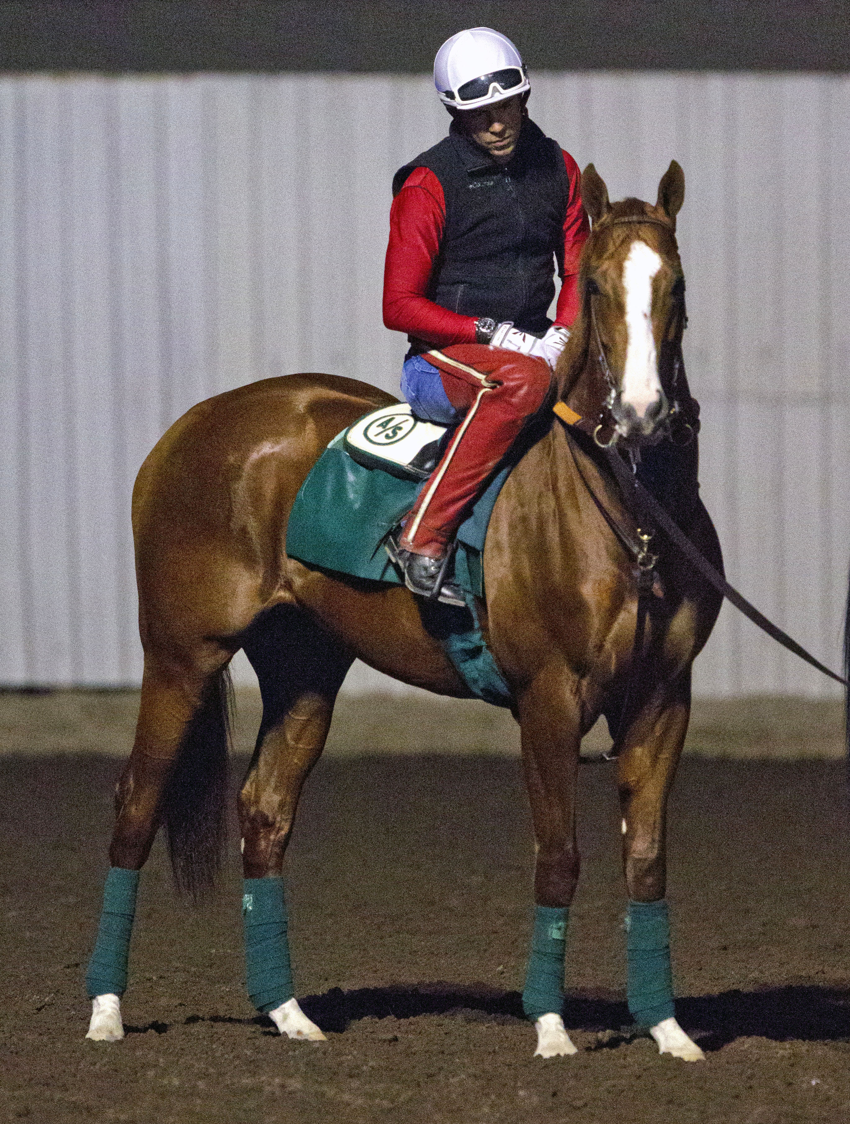 California Chrome at Los Alamitos in February