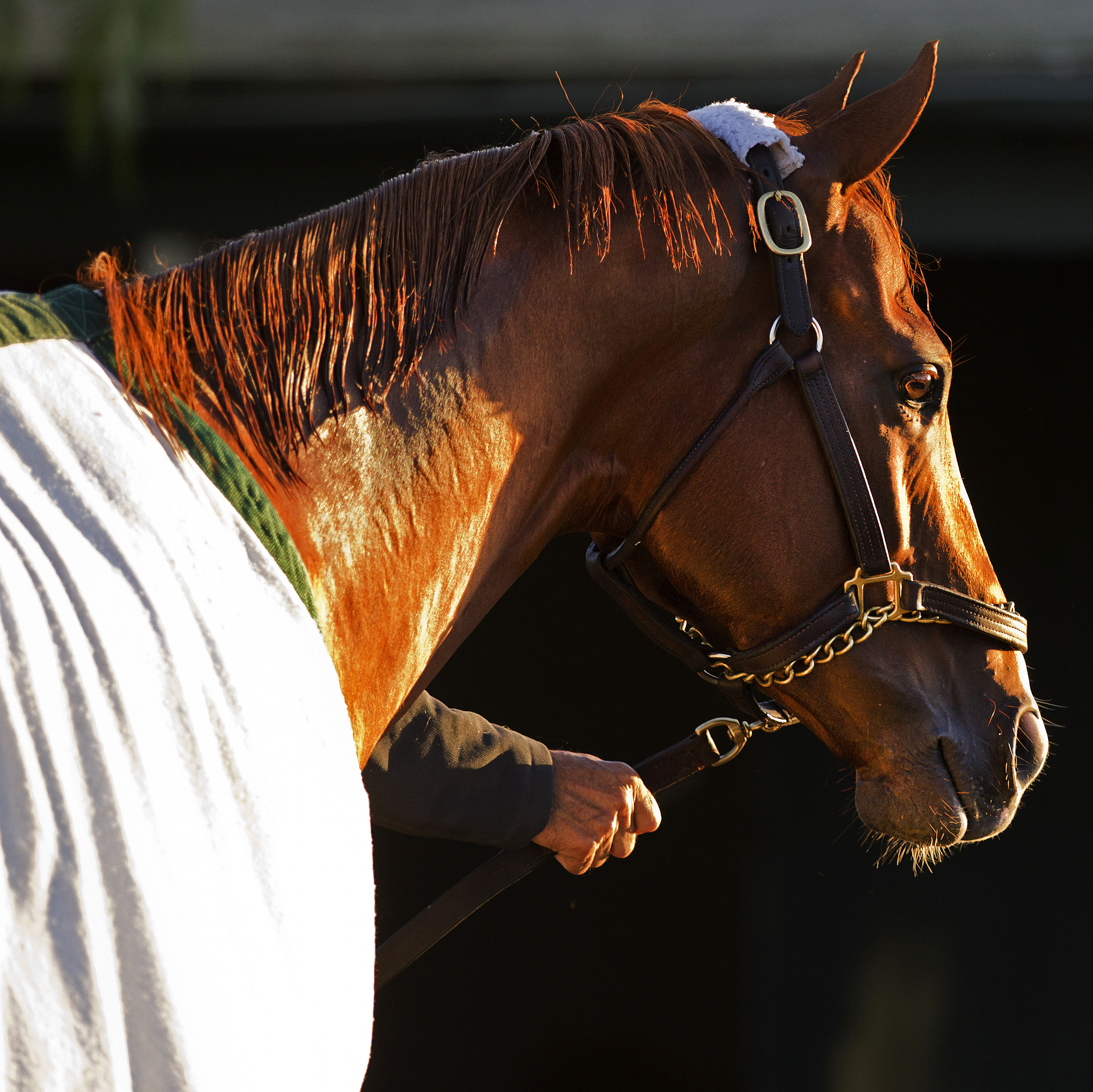 California Chrome